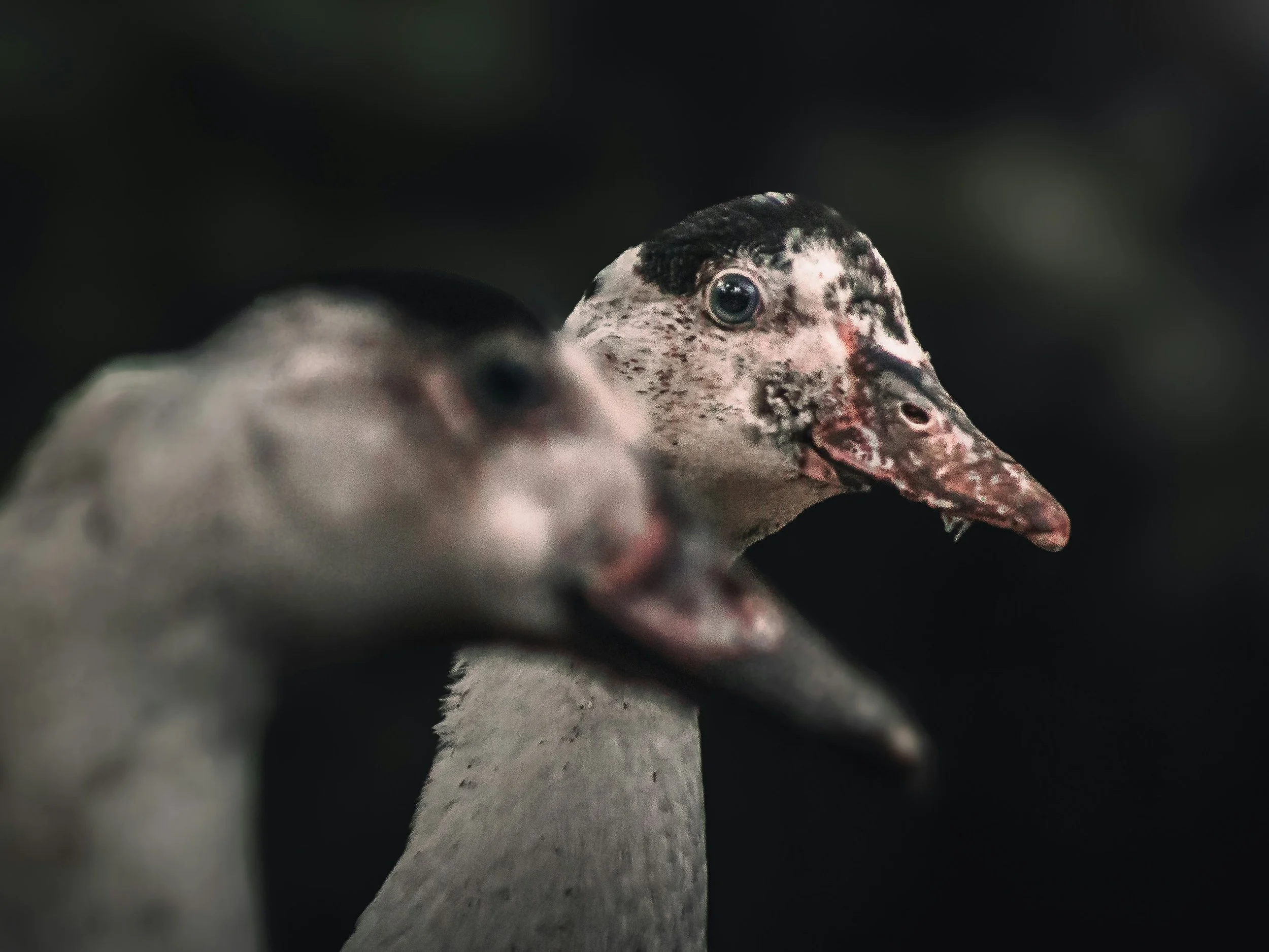 Close-up of a duck's head with a dark background.