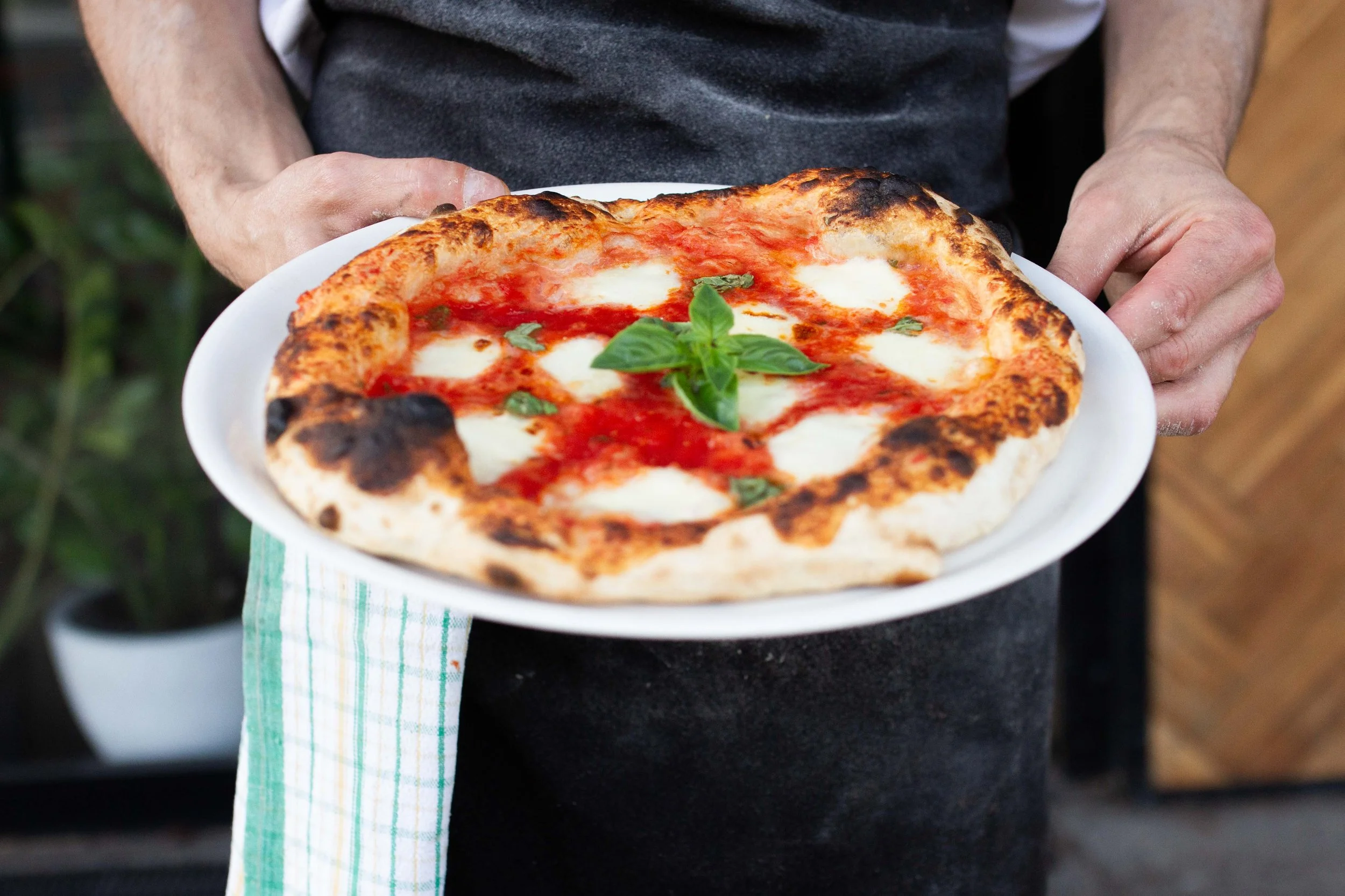 Person holding a plate with a freshly baked Margherita pizza topped with basil leaves.