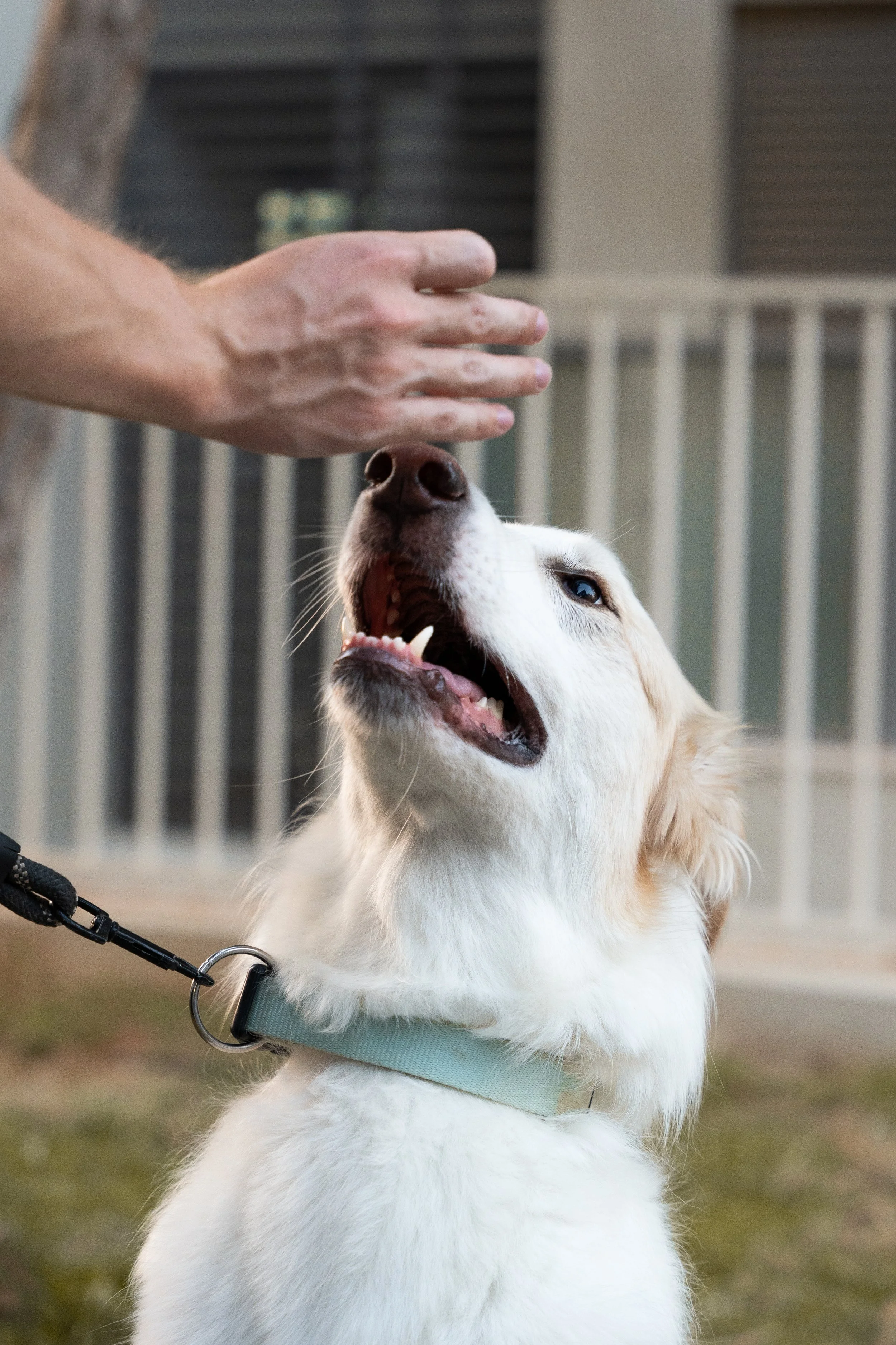 A white dog, possibly a retriever, with a light blue collar, is looking up at a person’s hand that is reaching towards its face, likely for a treat or command, in an outdoor setting with a fence and building in the background.