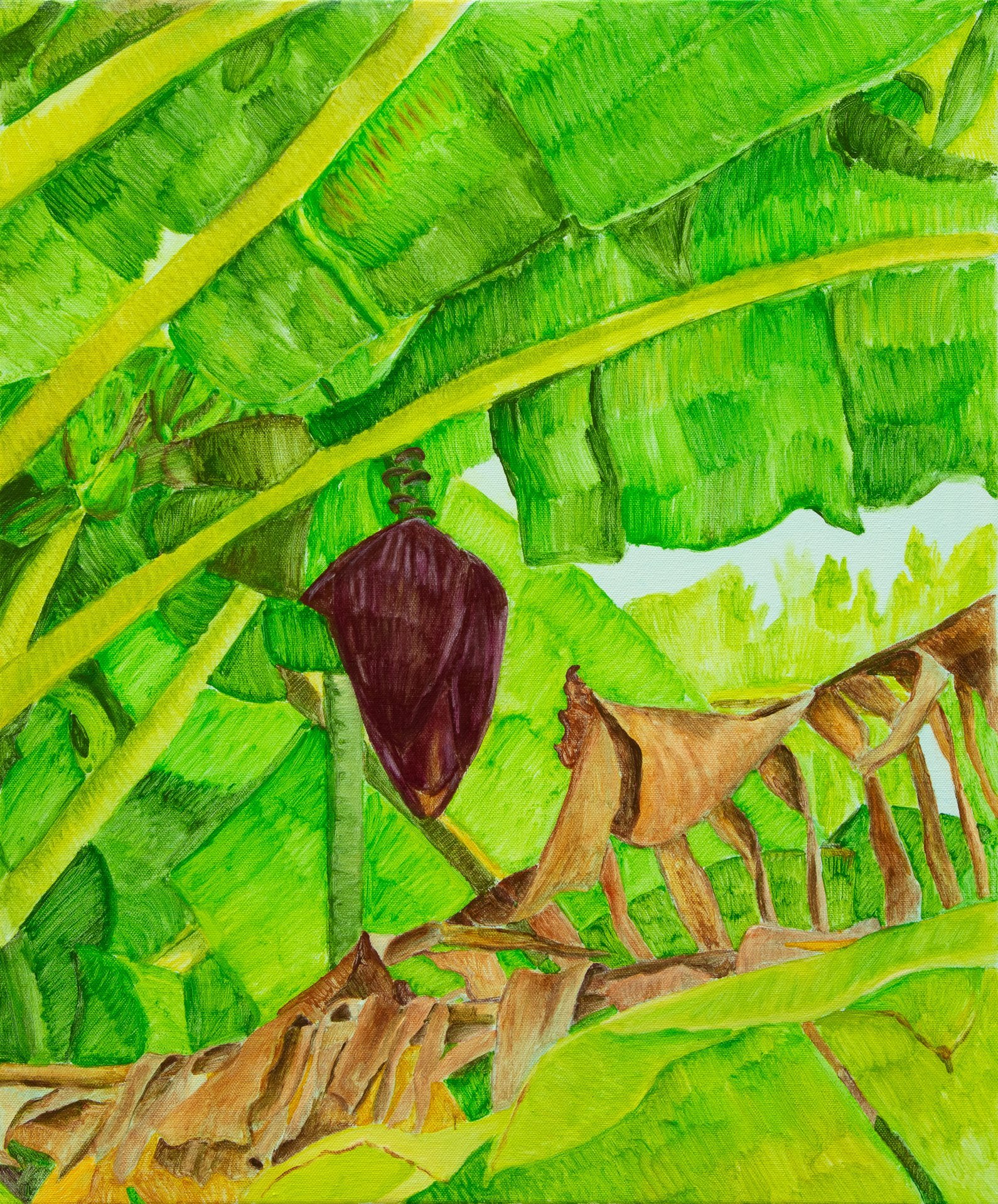 Banana Flower, Parap.jpg