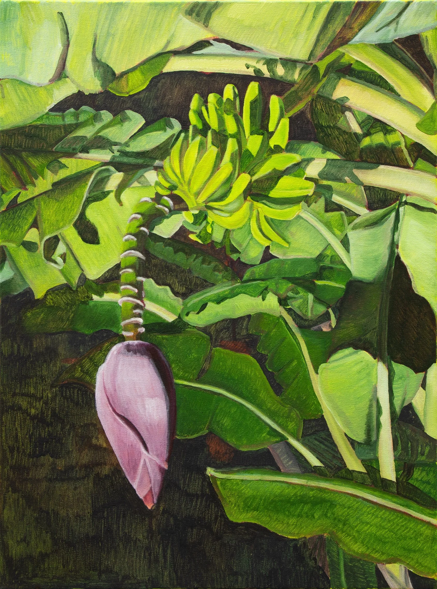 Abbey Hall - Banana Flower, Bark Hut.jpg