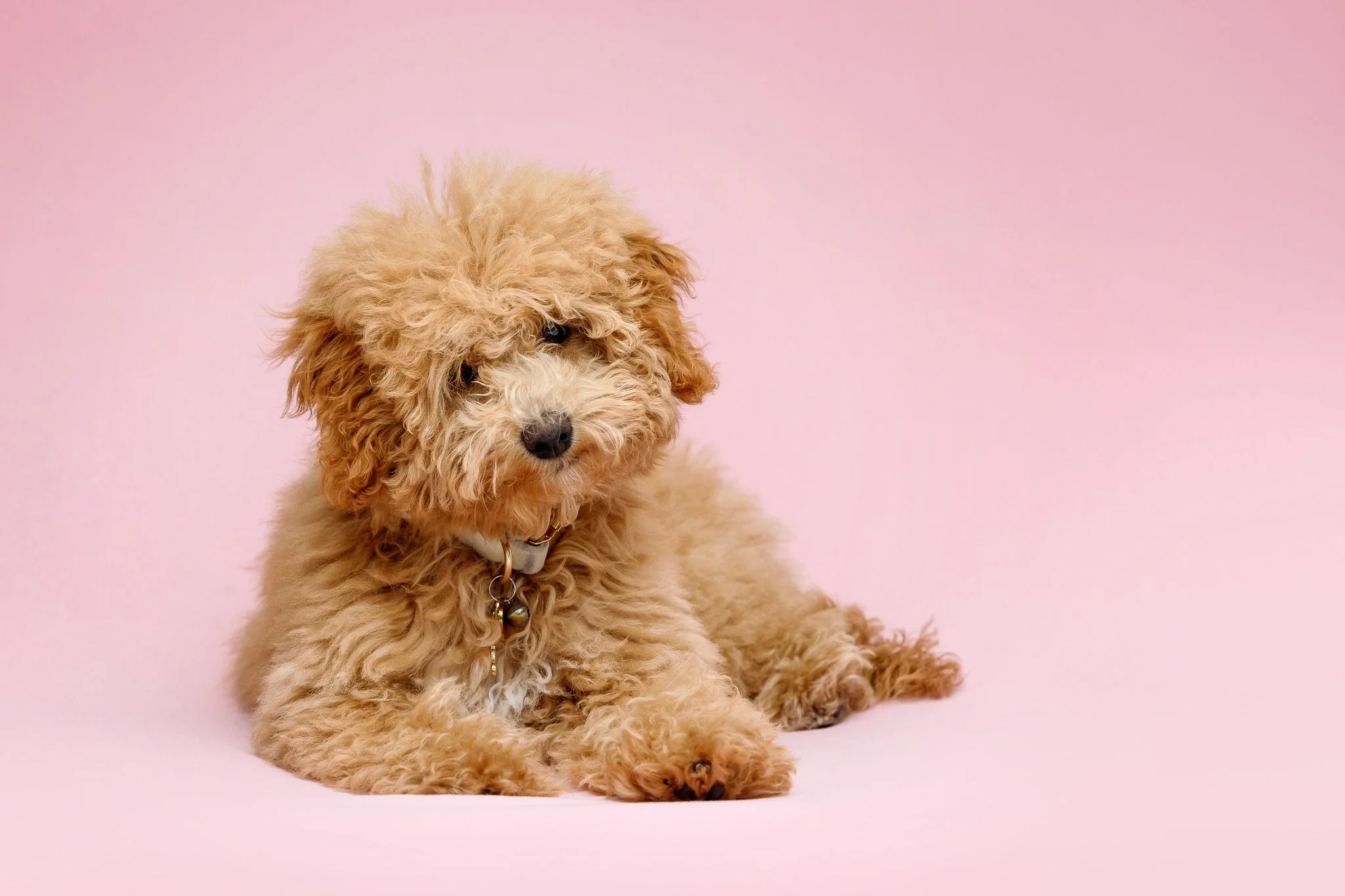 Cute, fluffy, light brown puppy lying on a pink background with a collar and bell.