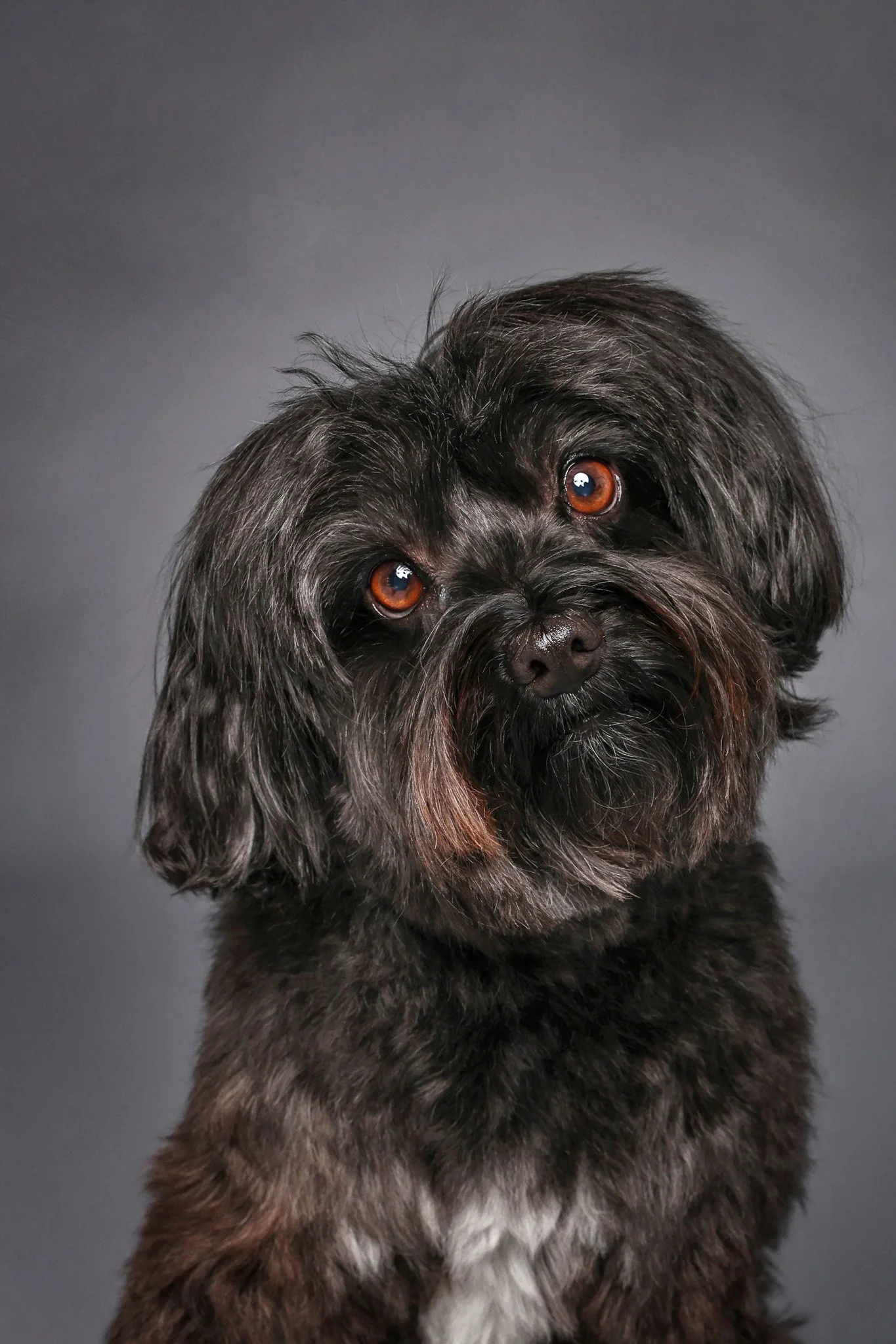 Close-up of a small, fluffy dog with dark fur and brown eyes against a gray background.
