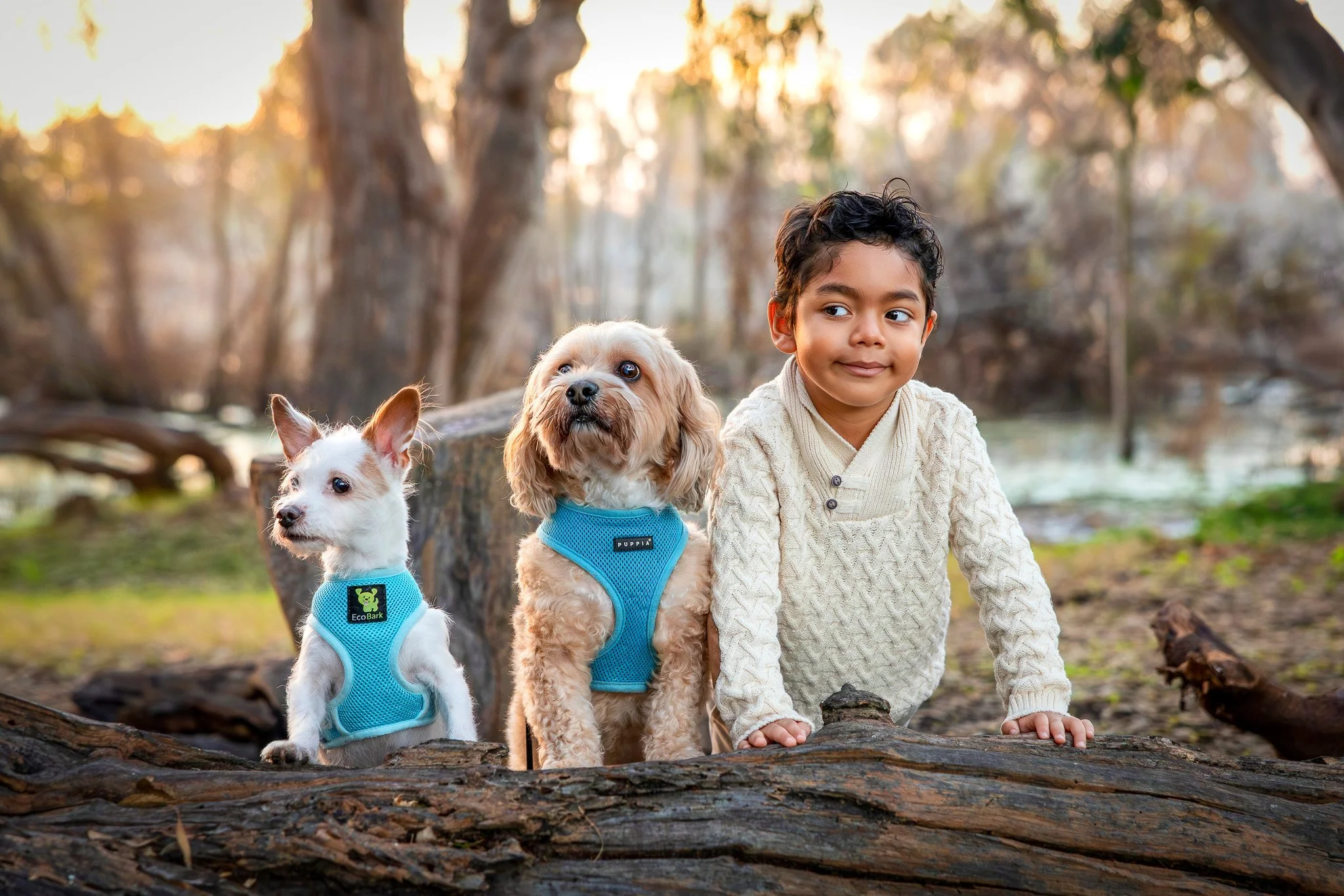 A young boy with short dark hair and wearing a cream-colored sweater leans on a log, with two small dogs beside him. The dogs are wearing matching blue harnesses, and the background features a forest with trees and a stream, illuminated by warm sunli