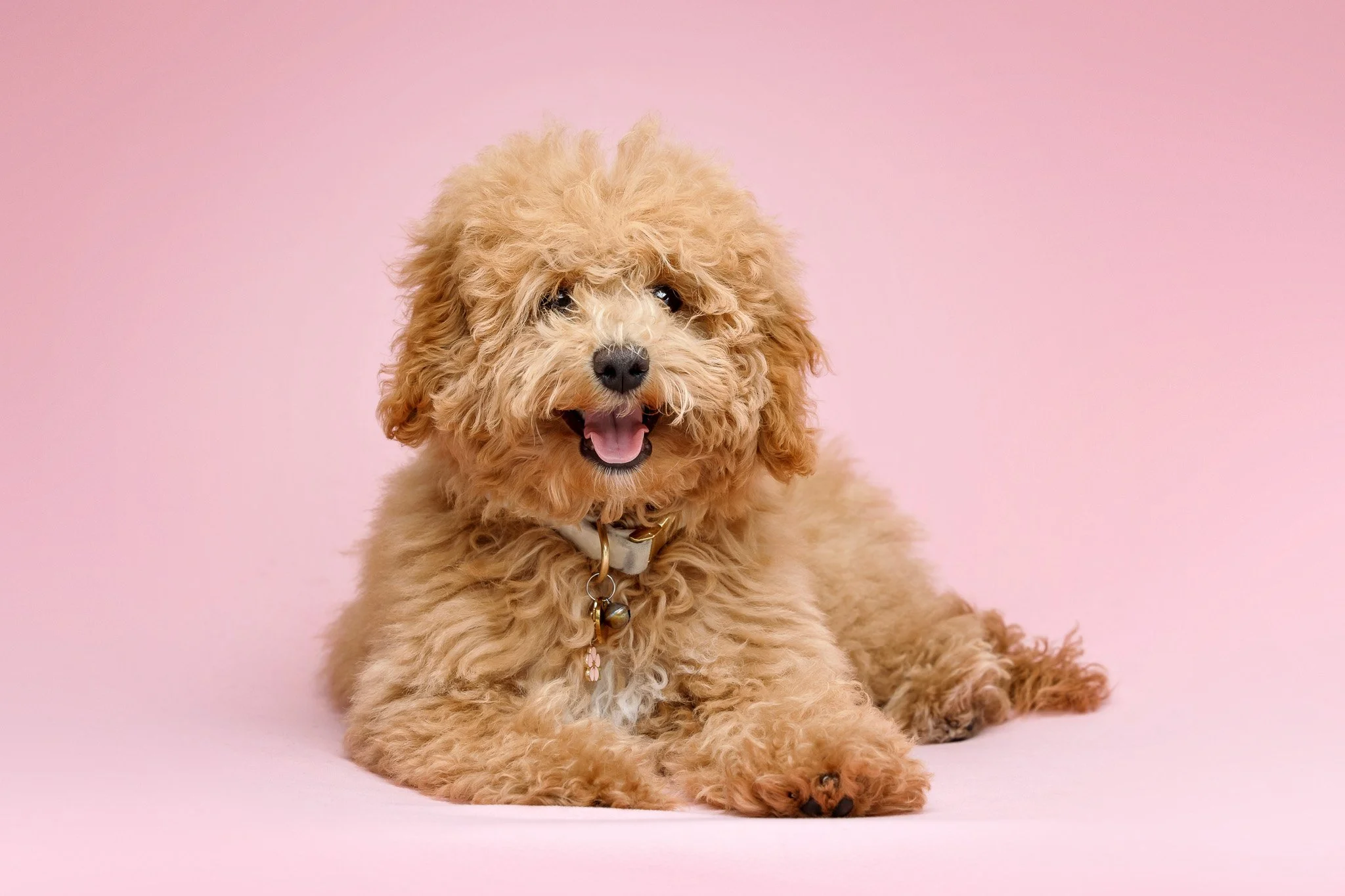 A fluffy, tan-colored poodle mix dog lying on a light pink background, smiling with its mouth open, wearing a collar with a small charm.