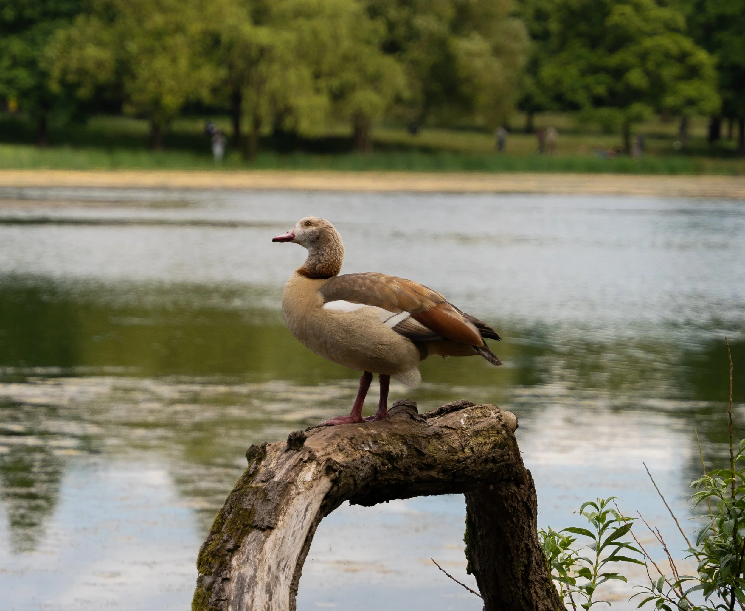 _DSC8759.jpg