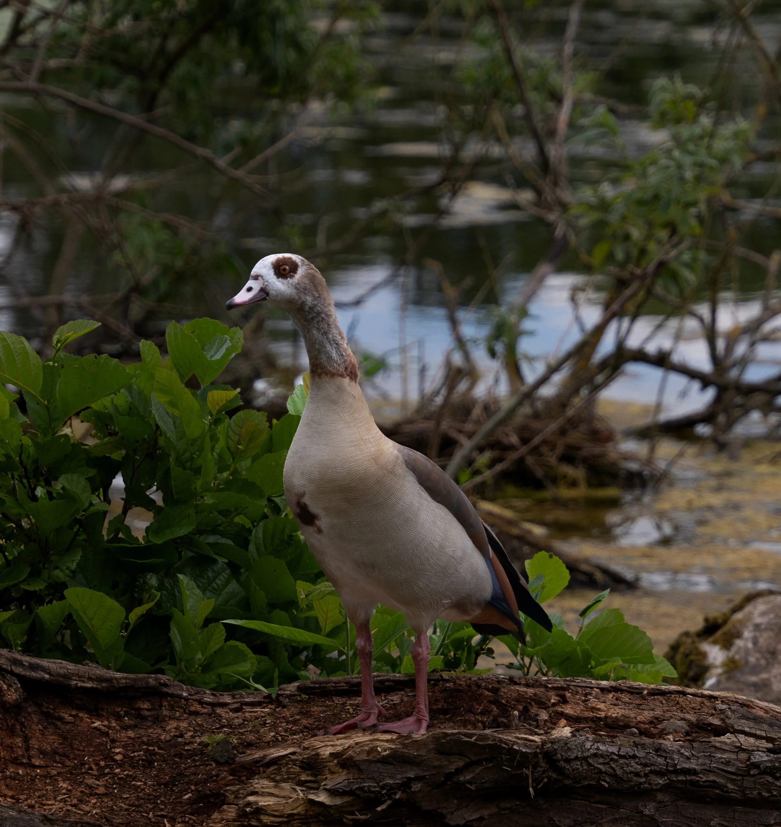 _DSC8750.jpg