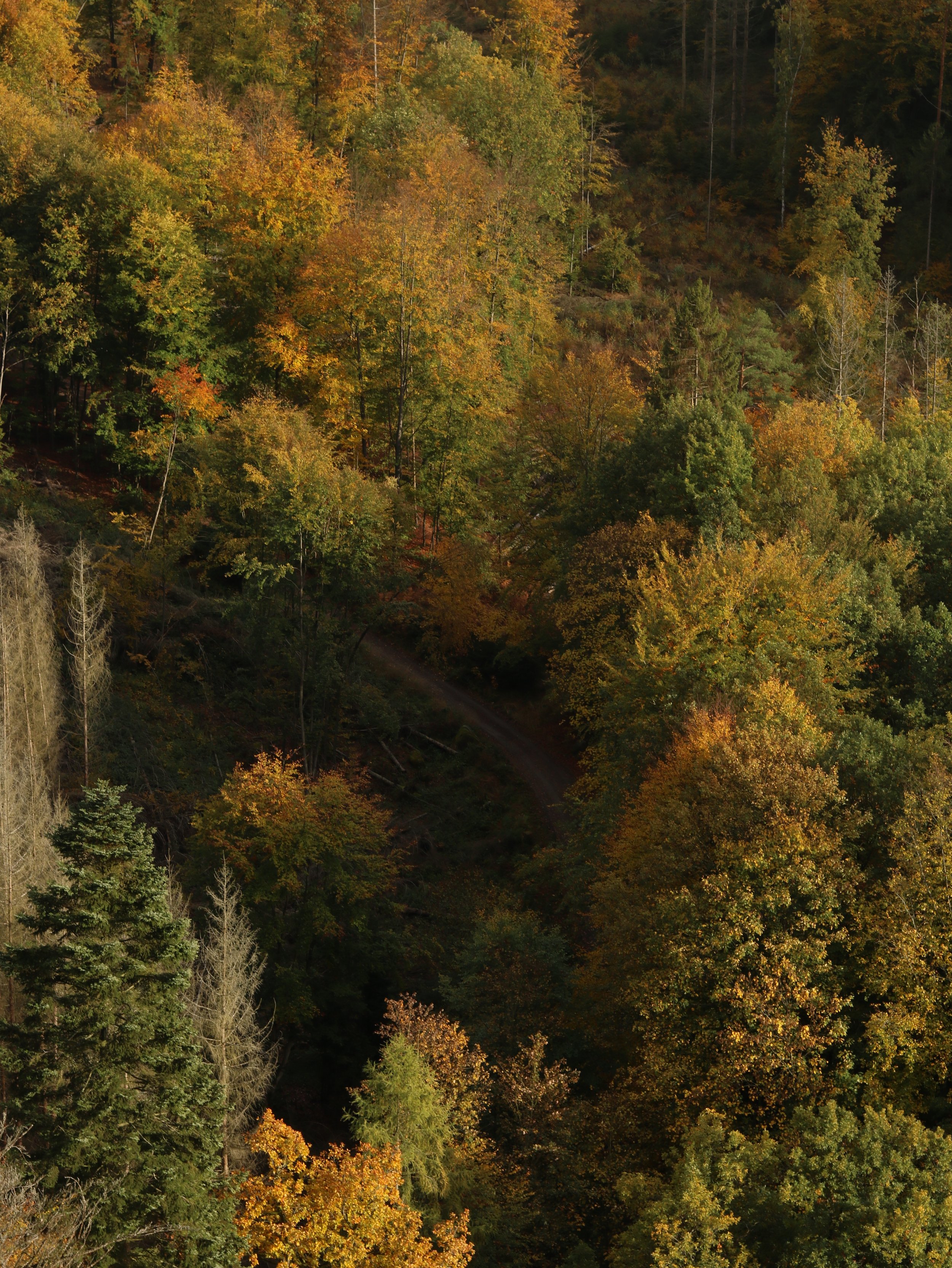 Blick auf einen bewaldeten Hügel mit bunten Herbstbäumen, Pfad im Schatten, im Freien.
