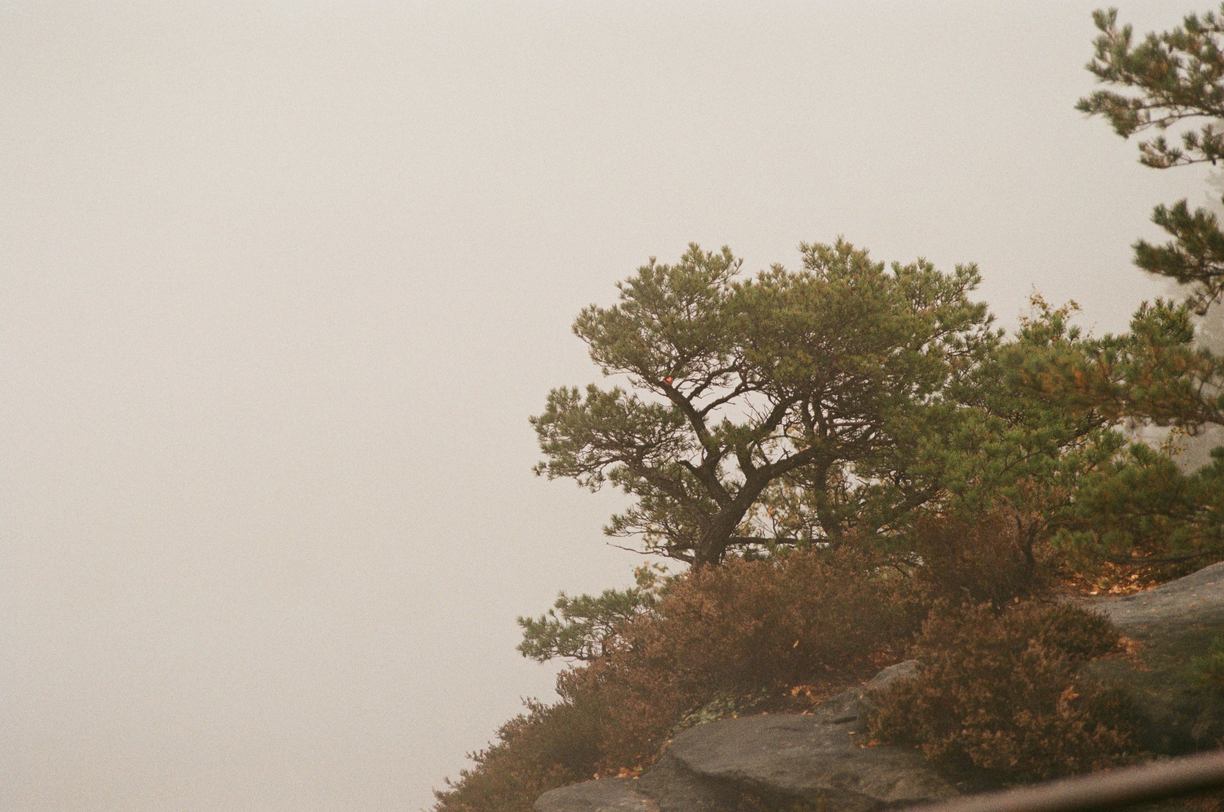 Ein einzelner Baum auf einer felsigen Klippe bei nebeligem Wetter.