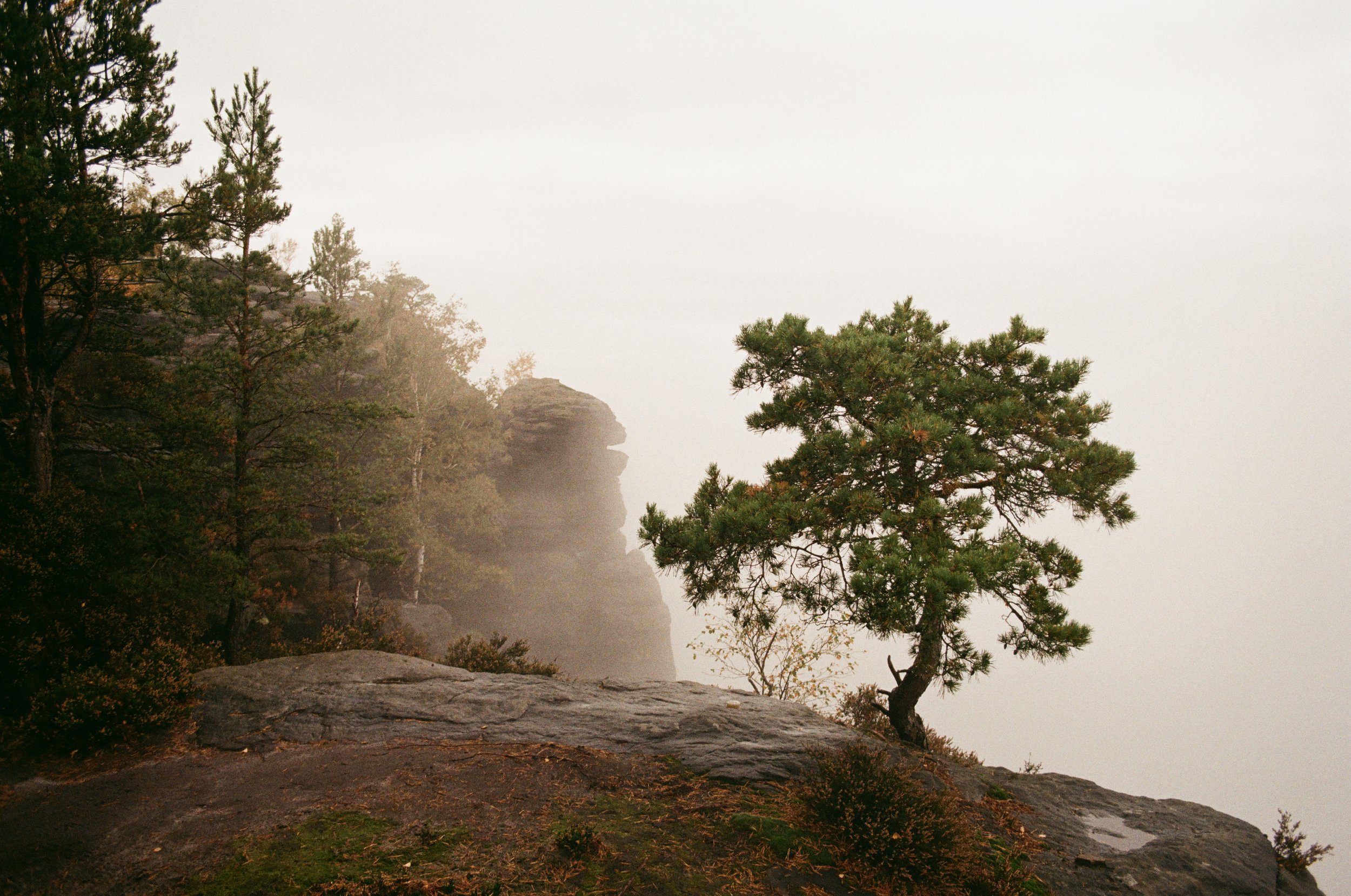 Felsenküste mit einem einzelnen Baum im Vordergrund, umgeben von Nebel und zusätzlichen Bäumen im Hintergrund.