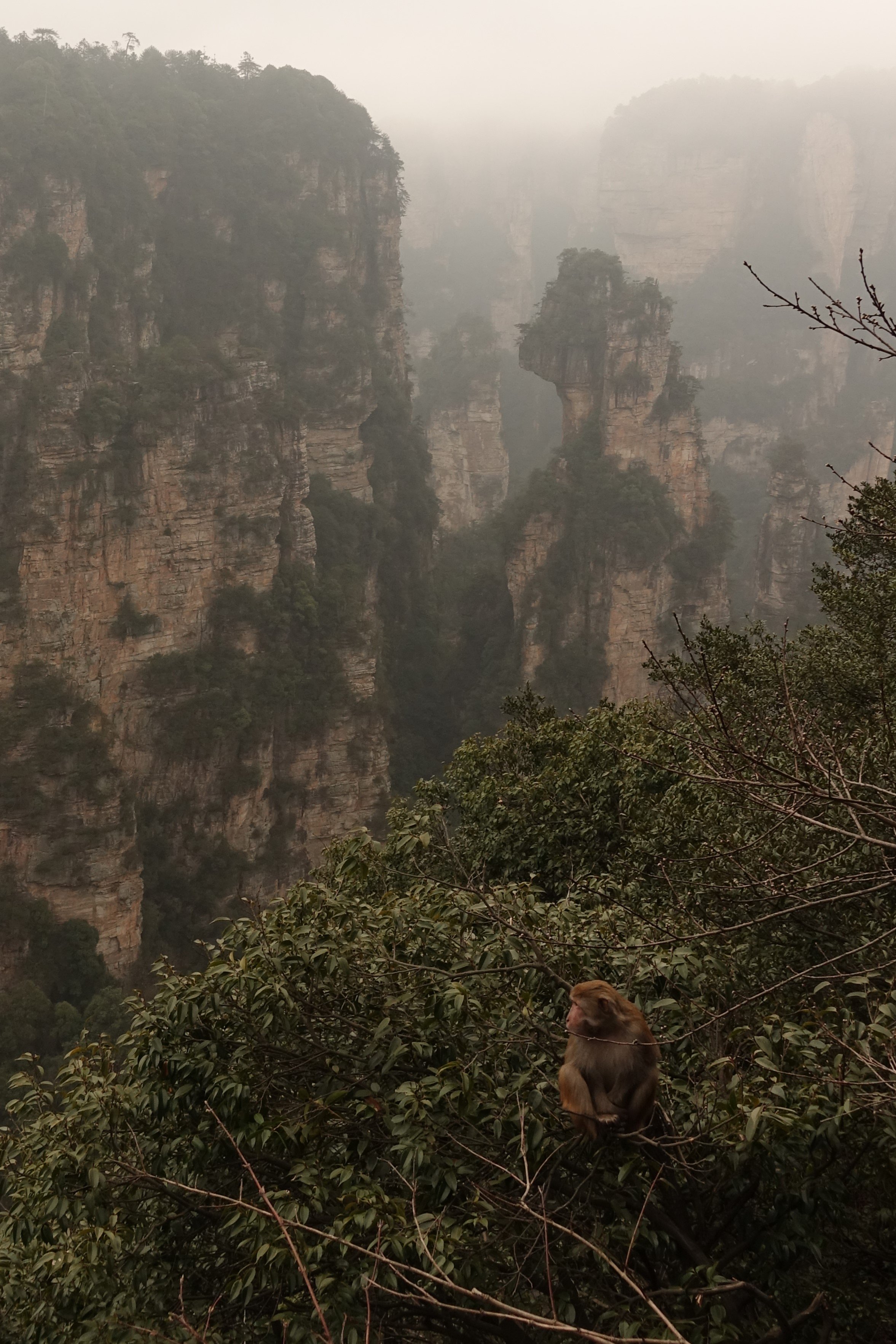 Ein Affe sitzt auf einem Ast vor einer nebeligen Gebirgslandschaft mit hohen, bewaldeten Felsen in China.