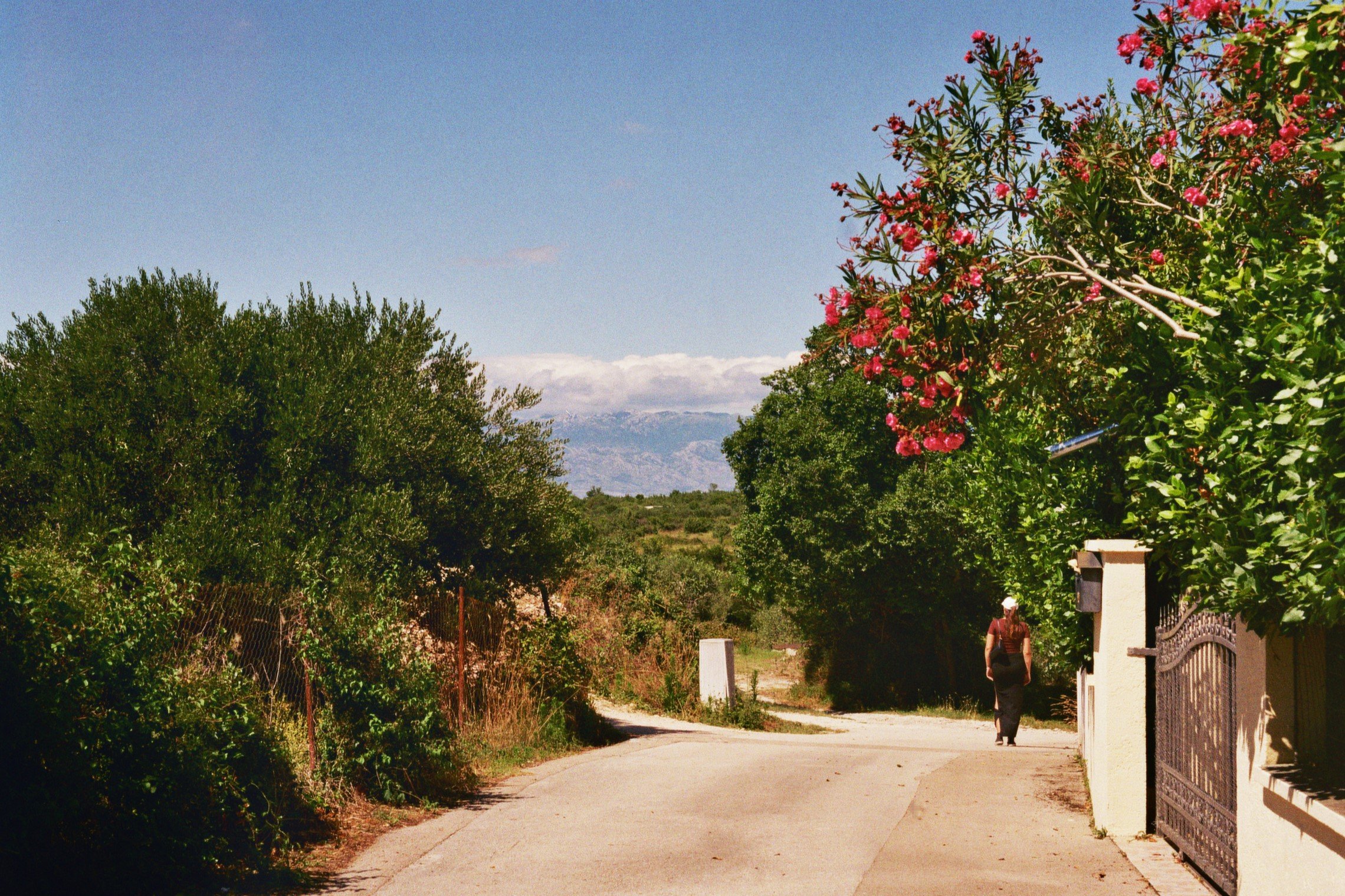 Eine kleine Straße in einer ländlichen Gegend, umgeben von grünen Bäumen und Sträuchern. Ein Mensch geht auf dem Weg weg von der Kamera, während eine große Blume an einem Baum auf der rechten Seite blüht.