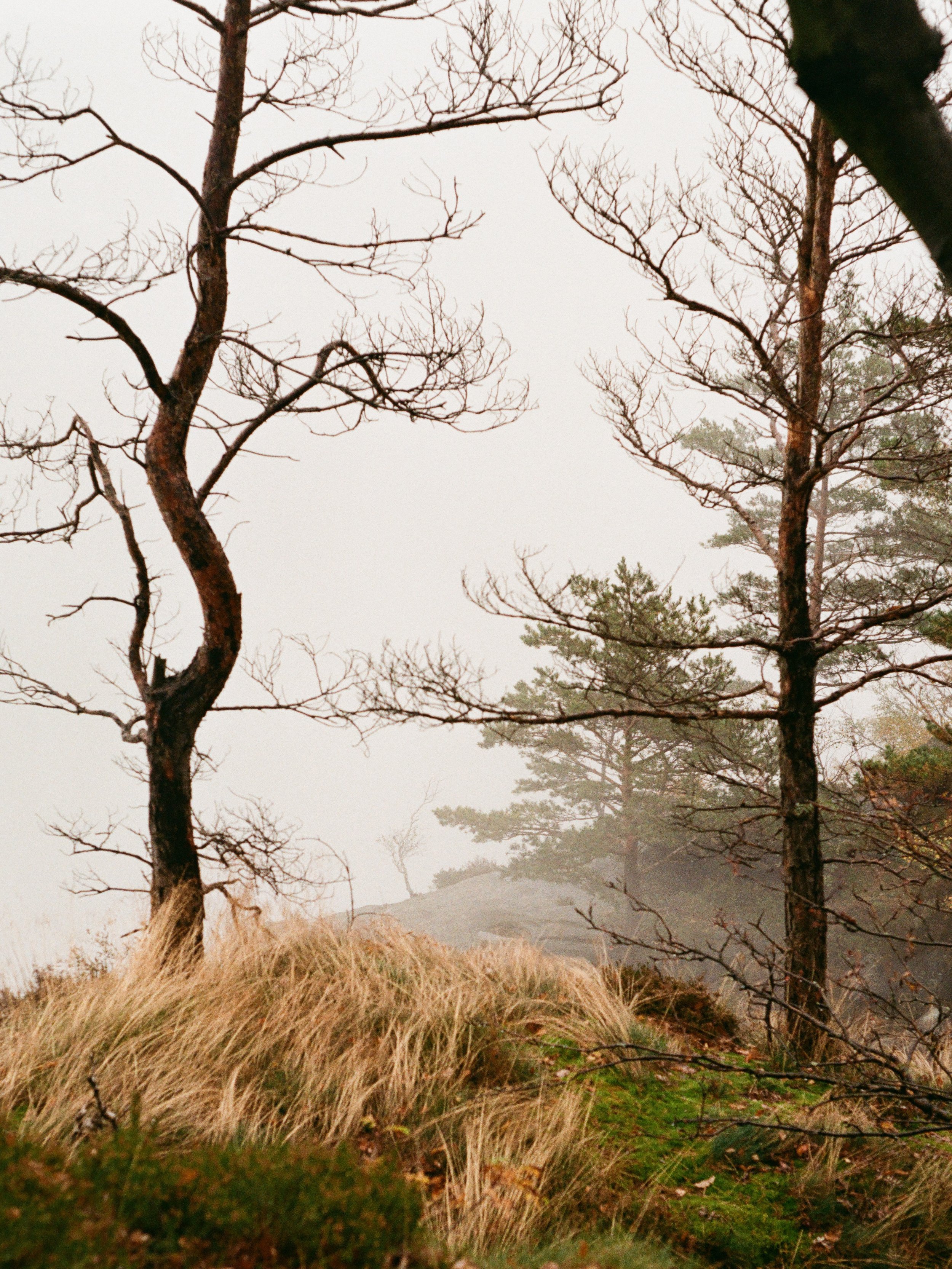 Nebelverhüllte Bäume auf einem bewaldeten Hügel im Herbst.