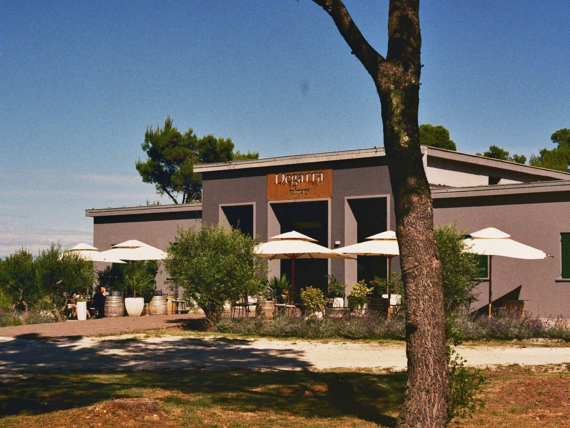 Ein modernes Weingut mit Außenbereich, Tischen, Sonnenschirmen und Begrünung, umgeben von Bäumen bei sonnigem Wetter.