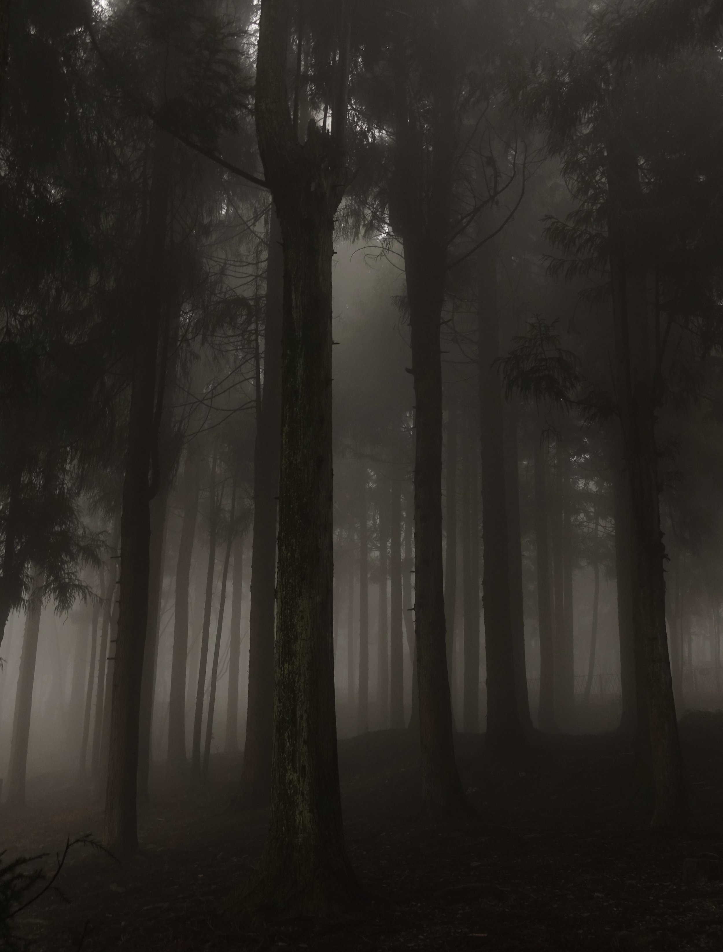 Ein nebliger dunkler Wald mit hohen Bäumen und wenig Licht