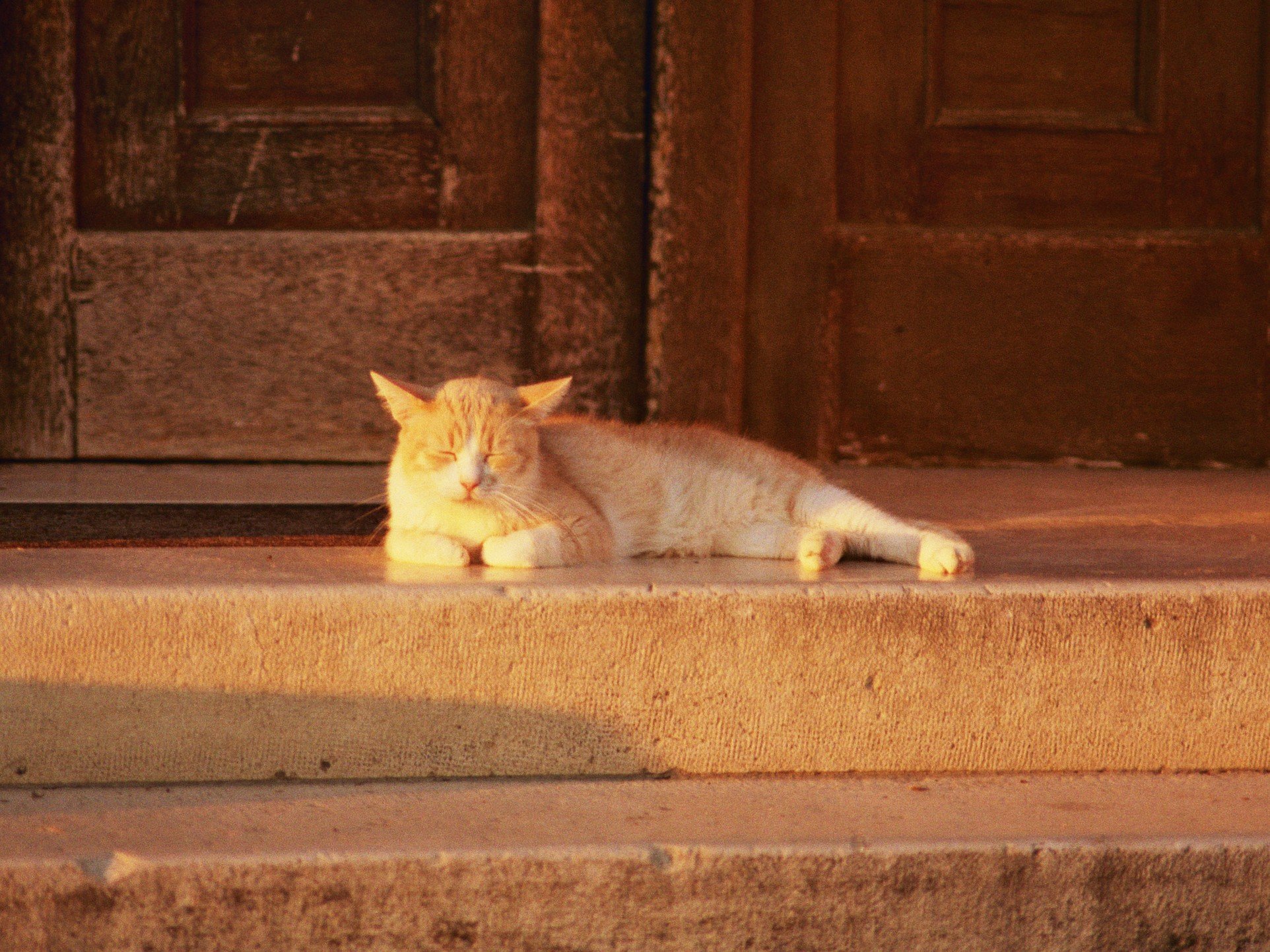 Ein cremefarbener Katze liegt entspannt auf einer Treppe vor einer hölzernen Tür, die im Sonnenlicht schimmert.