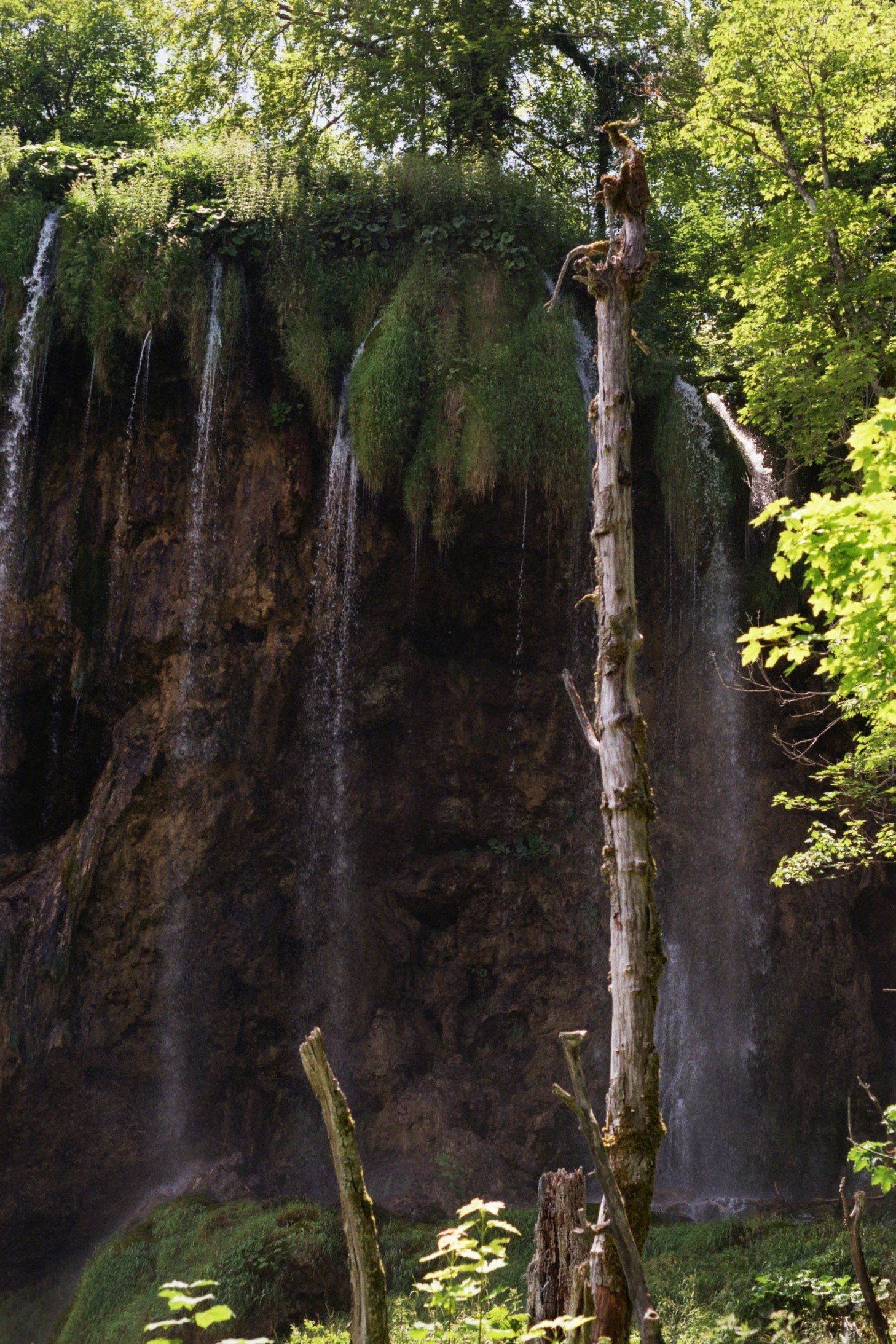 Ein Wasserfall in einem bewaldeten Gebiet, mit einem toten Baum in der Mitte.