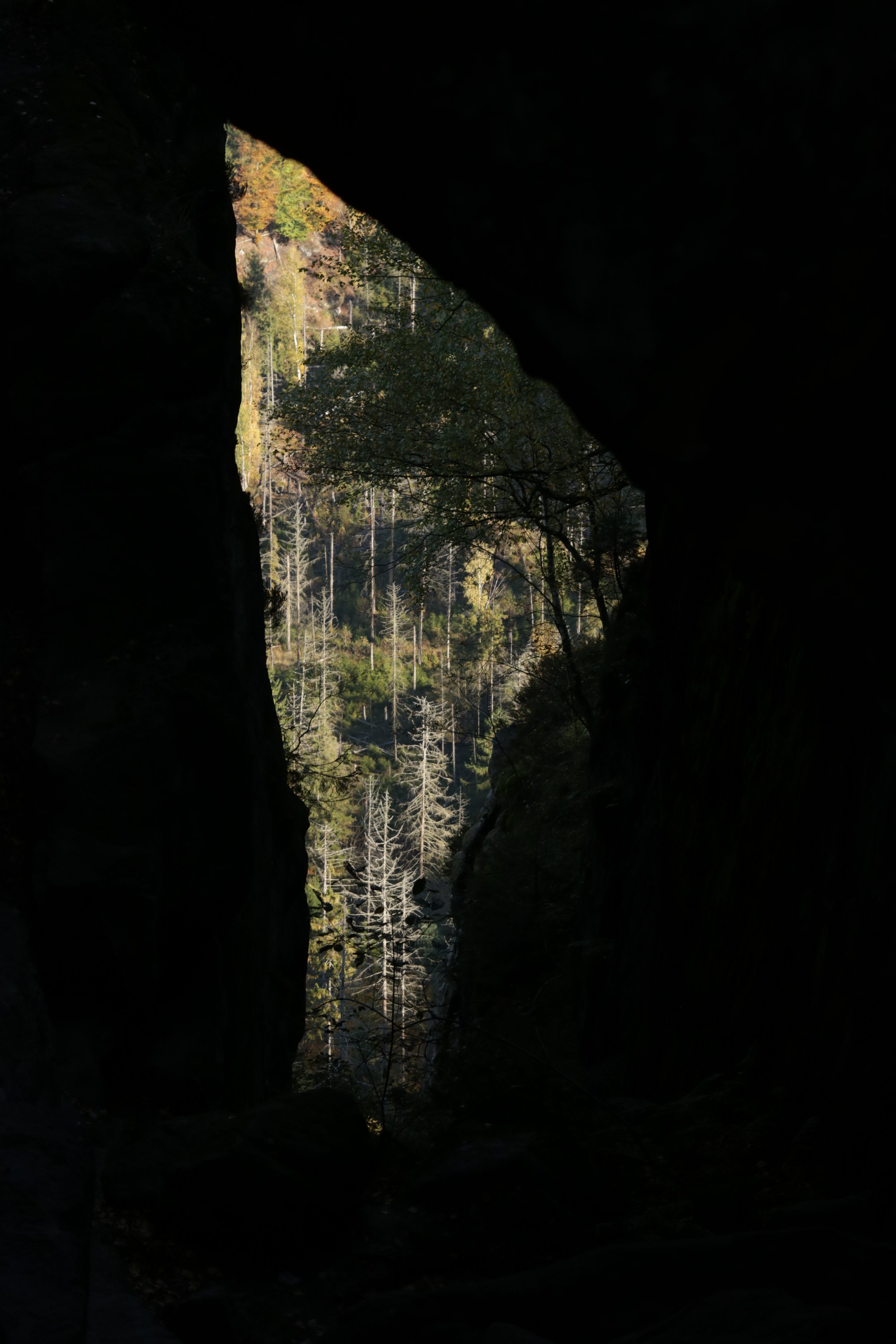 Blick aus einer Höhle oder Felsspalte auf einen bewaldeten Hang mit Bäumen, einige davon kahl, wahrscheinlich im Herbst.