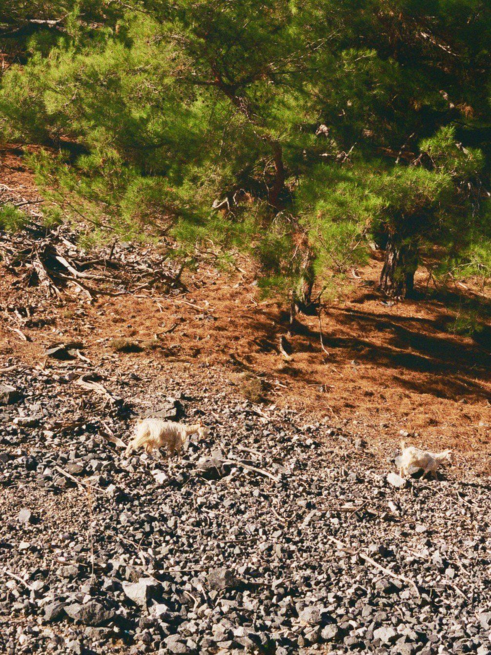 Zwei kleine Ziegen in einer felsigen, trockenen Landschaft unter grünen Bäumen.