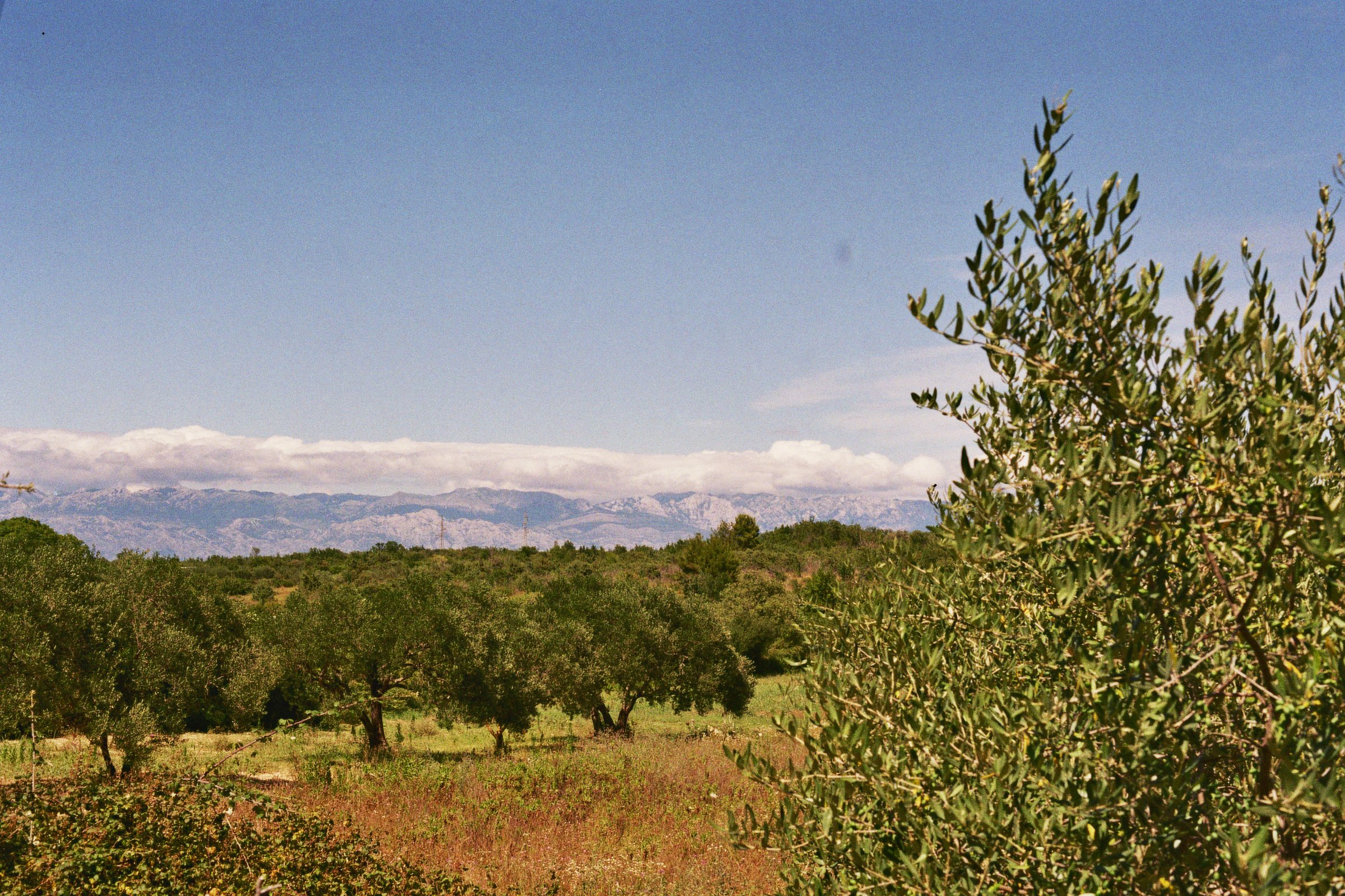Landschaft mit Olivenbäumen, entfernten Bergen und einem blauen Himmel mit Wolken