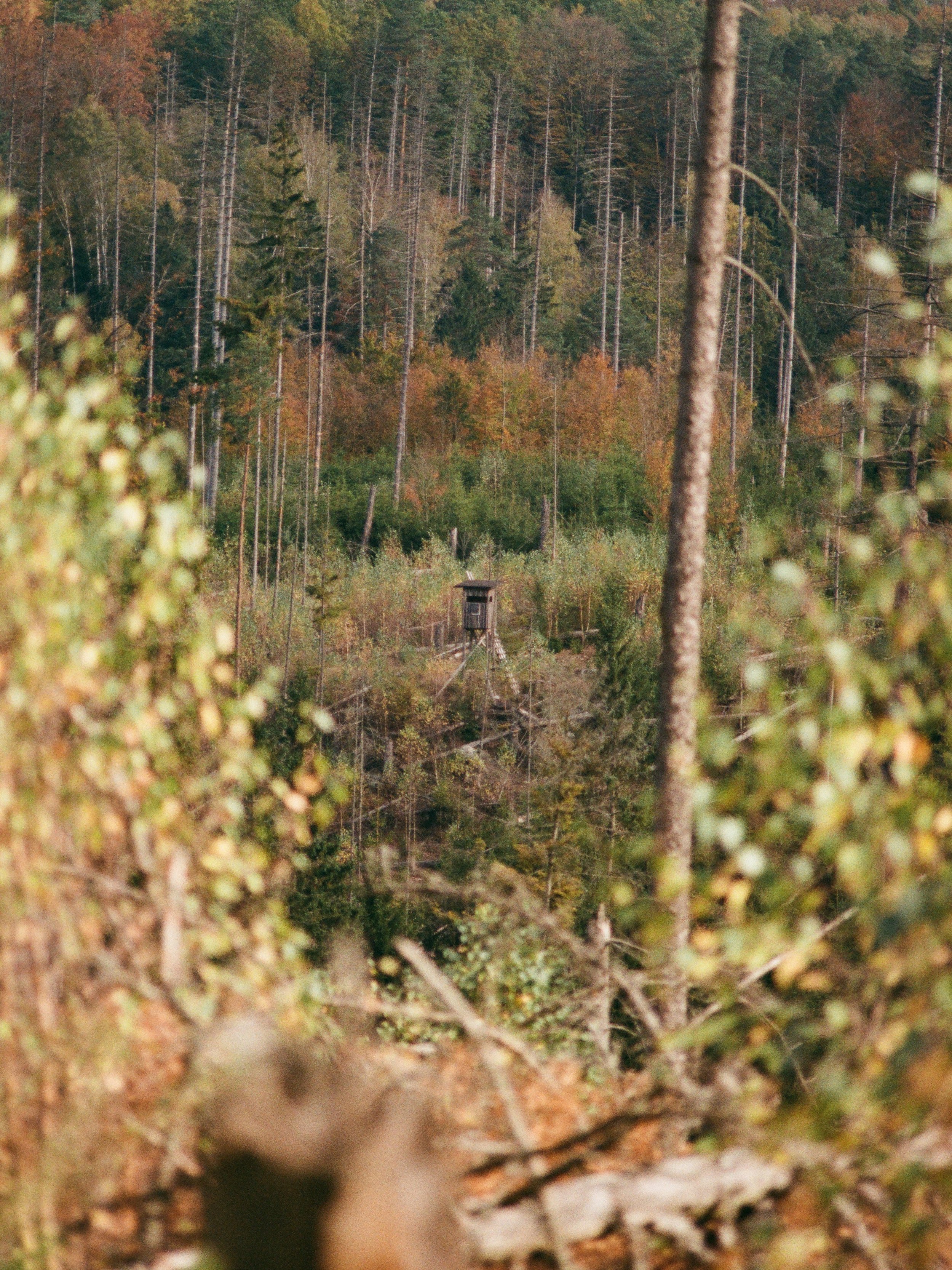 Waldlandschaft mit einer Holzbeobachtungsturm in der Mitte, umgeben von Bäumen in verschiedenen Herbstfarben.