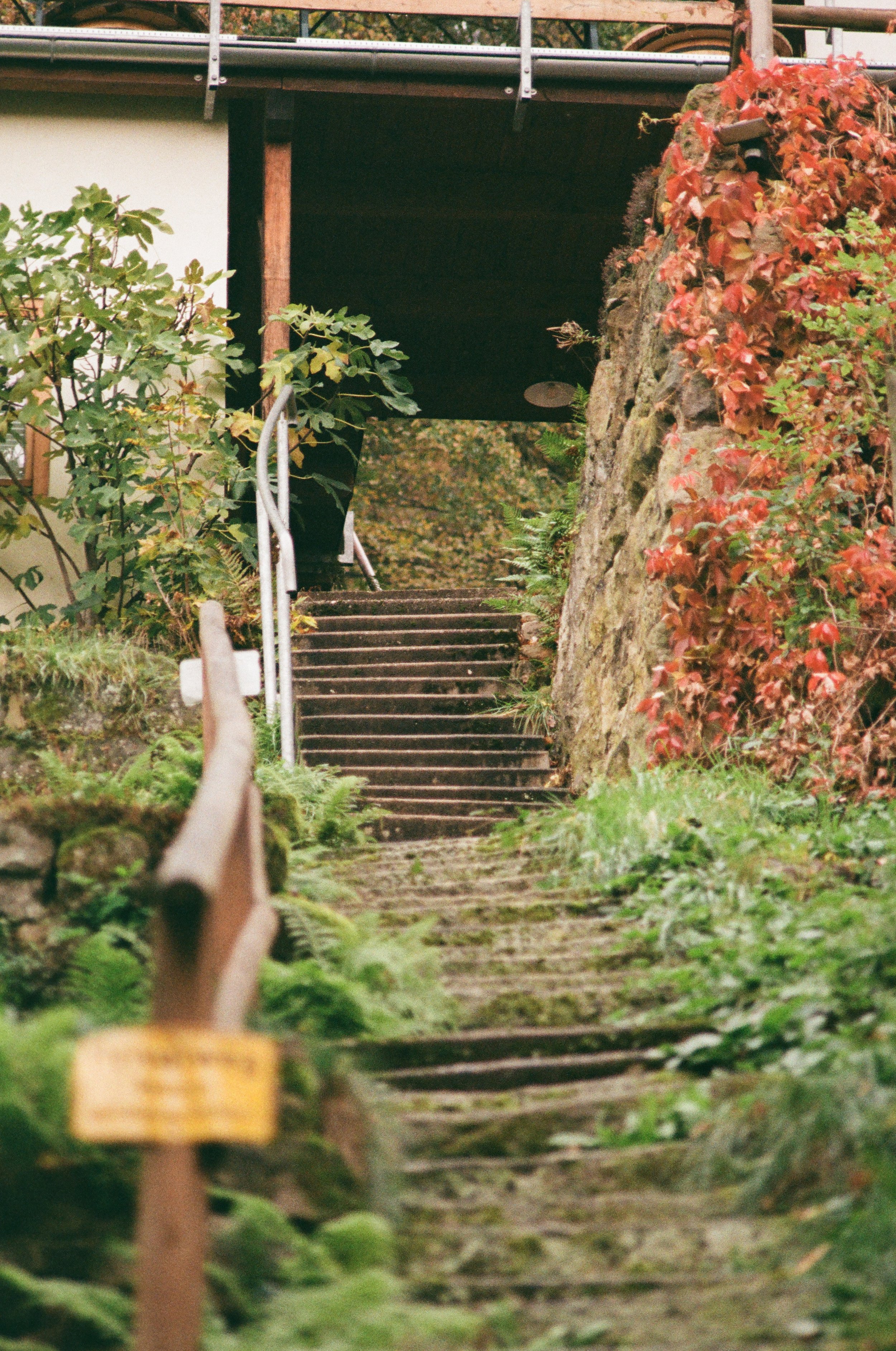 Der Weg führt die Treppe hoch zu einem Gebäude, umgeben von grünen und roten Pflanzen.