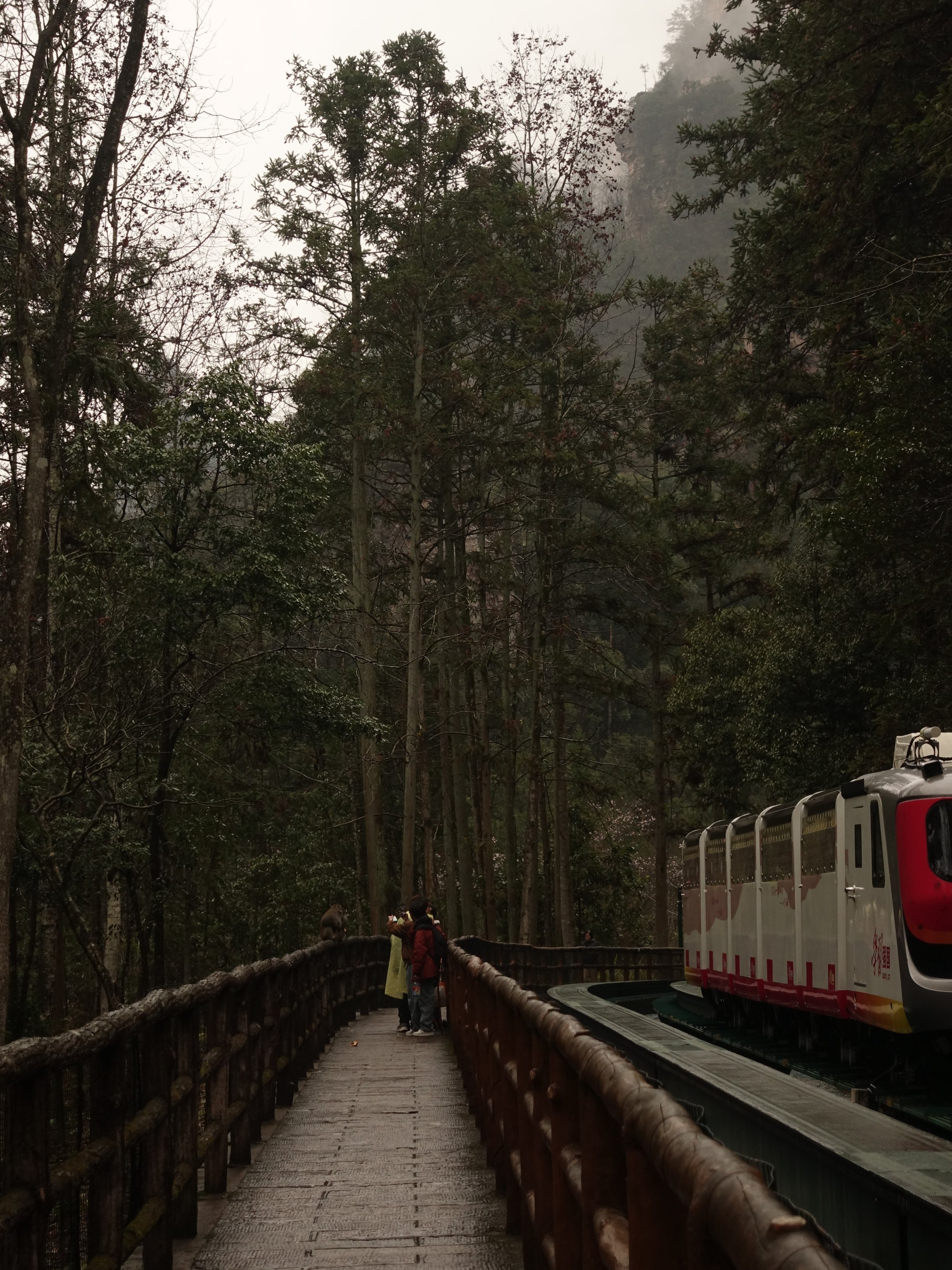 Ein Weg im Wald mit einer kleinen Gruppe von Menschen und einem Zug auf einer Schiene.