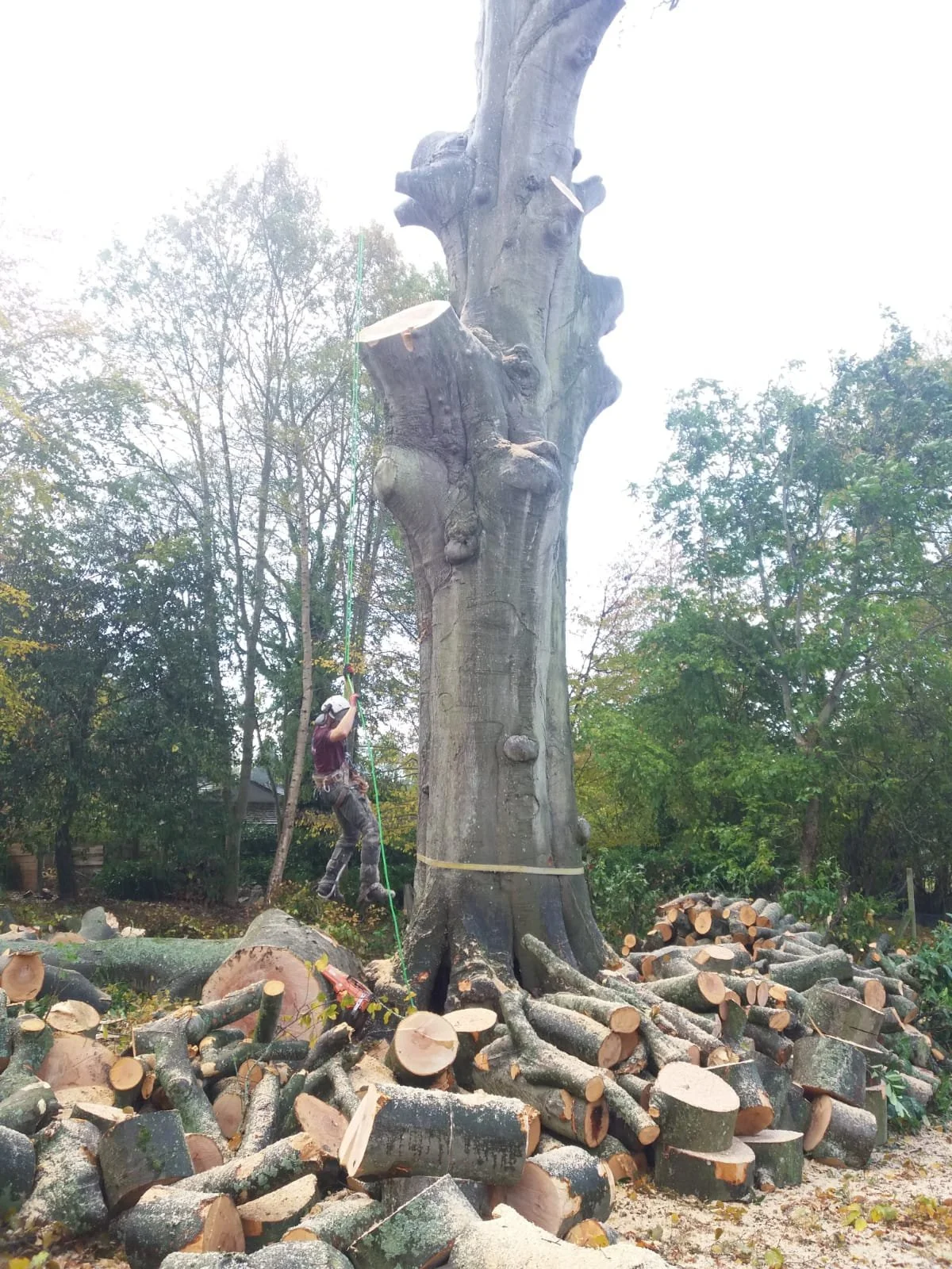 charles-green-tree-surgeon-clevedon.jpeg