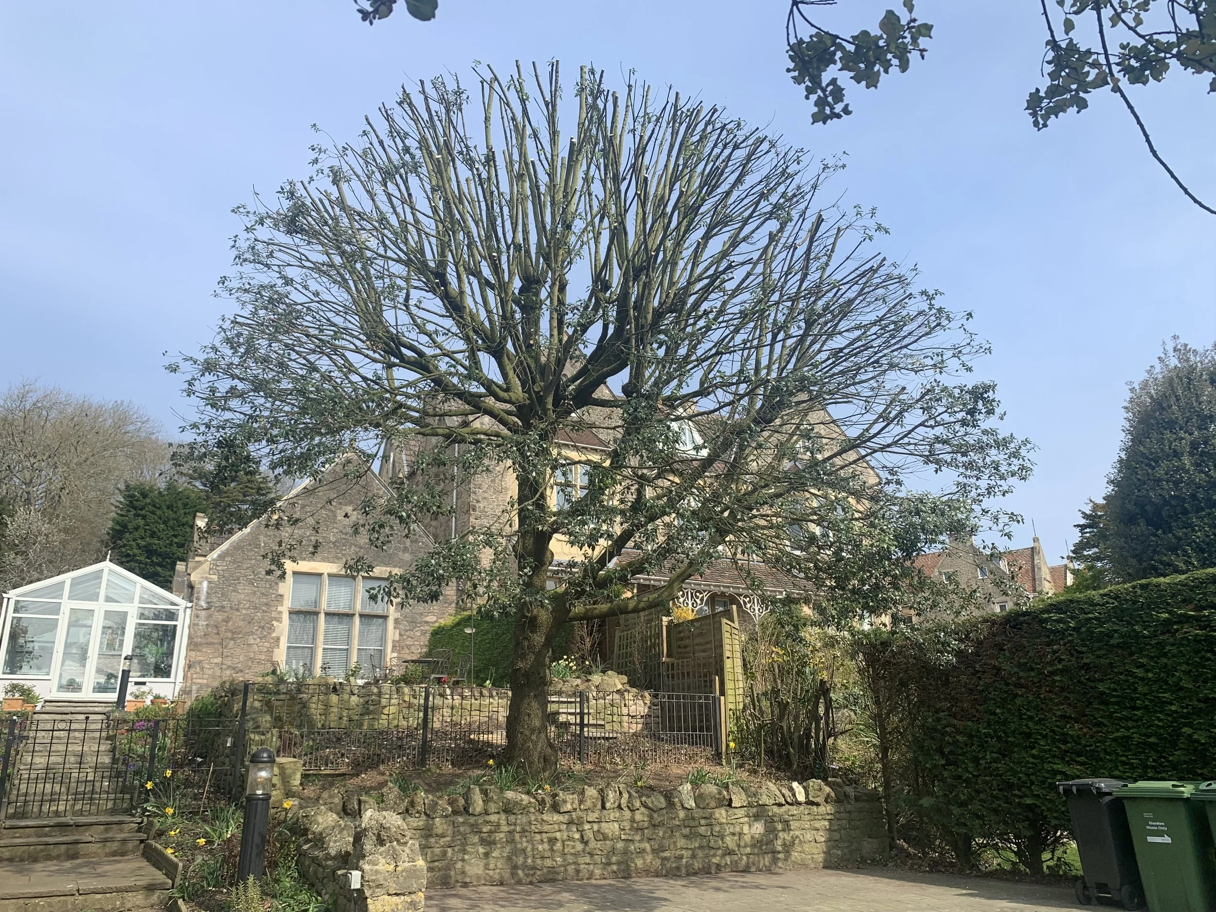surgeon-clevedon-tree-charles.jpeg