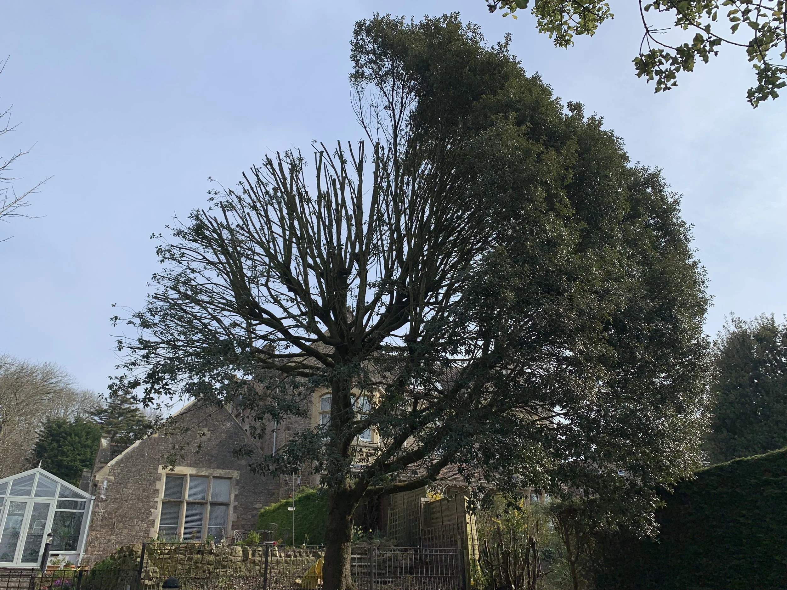 surgeon-tree-clevedon.jpeg