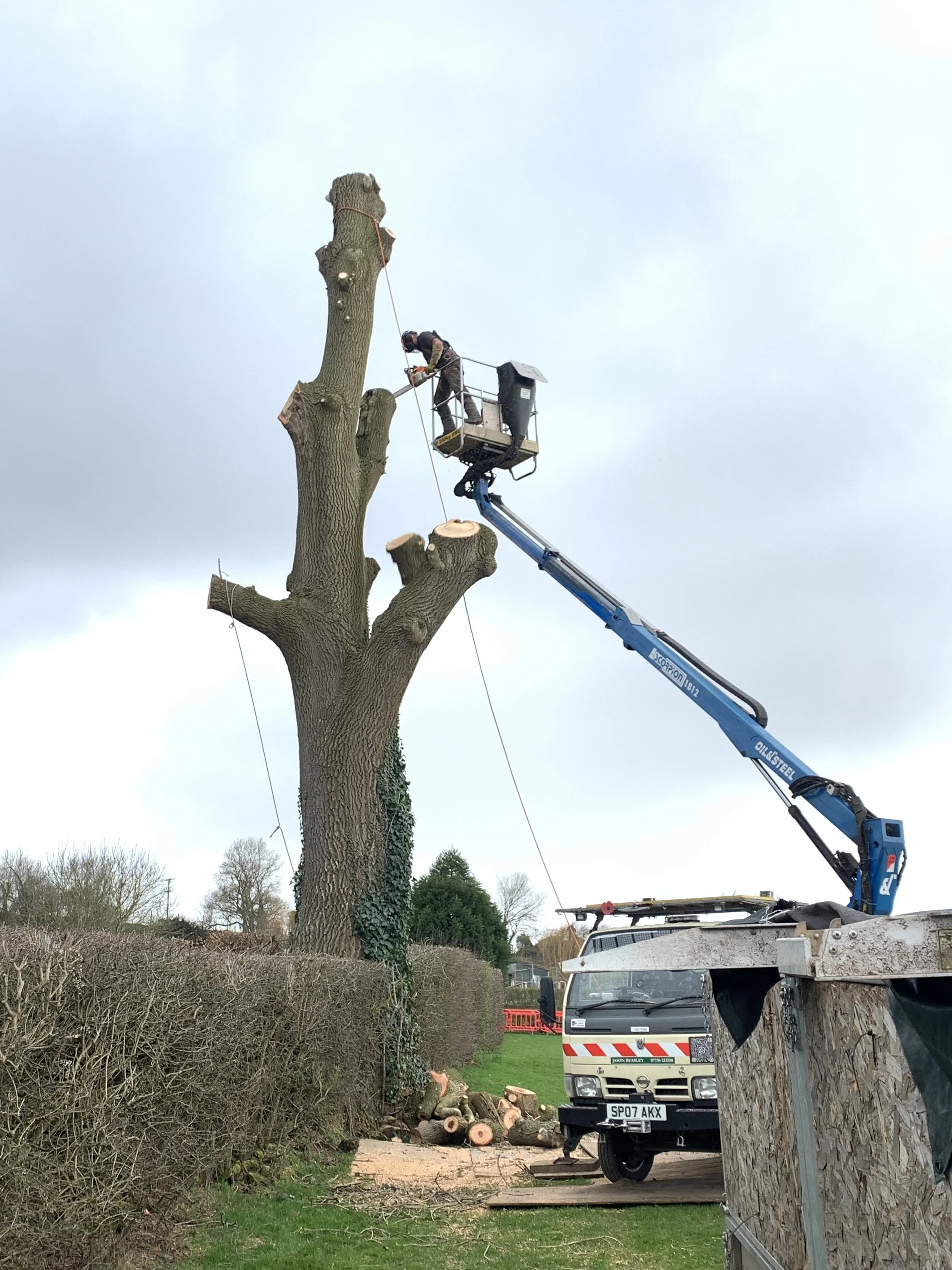 charles-tree-surgeon-green.jpeg