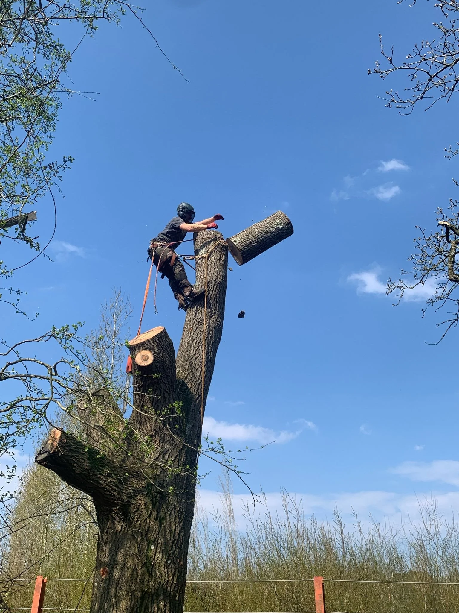 charles-tree-surgeon-green.jpeg