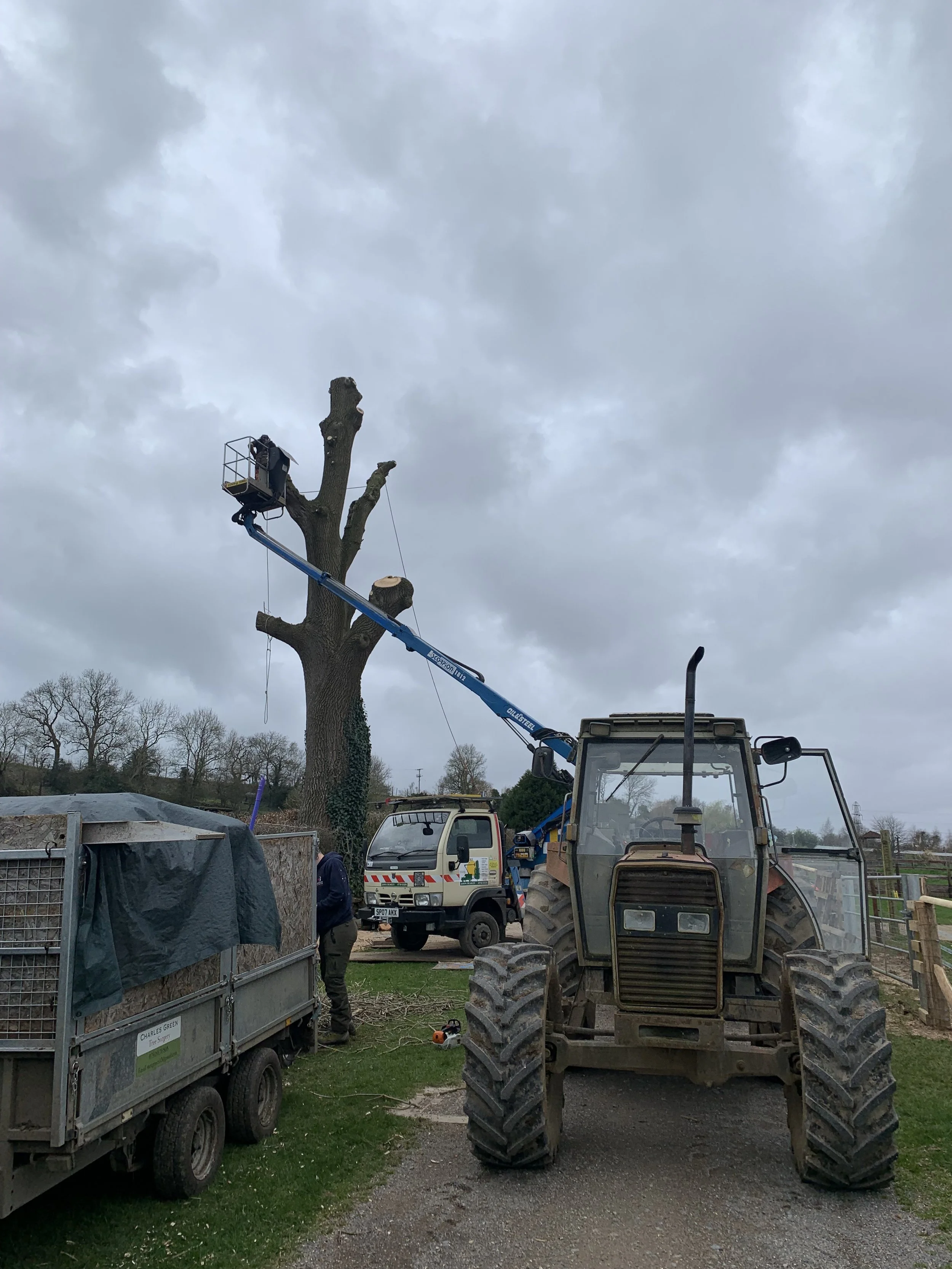 tree-surgeon-charles-green.jpeg