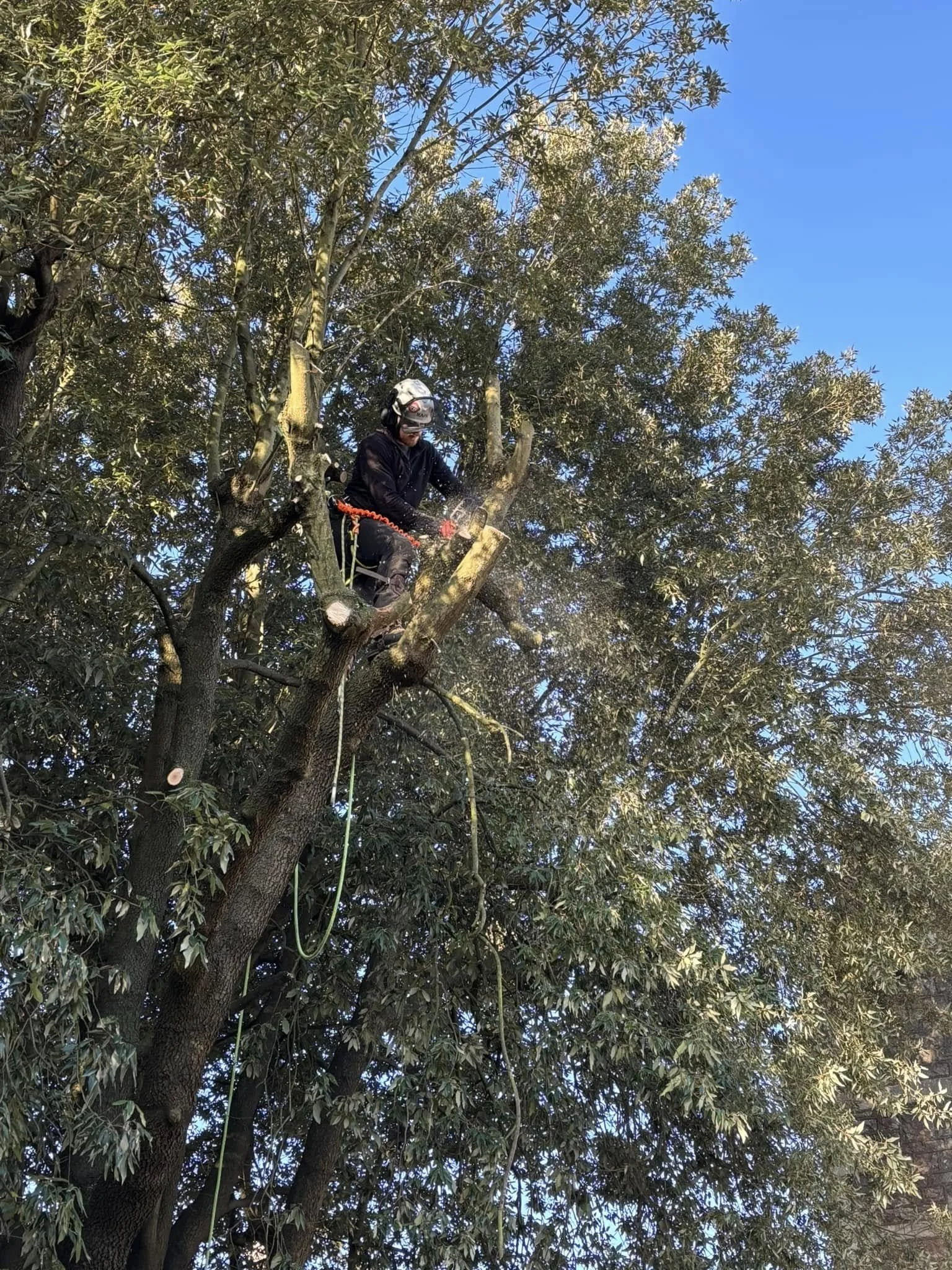 Tree Surgeon Clevedon