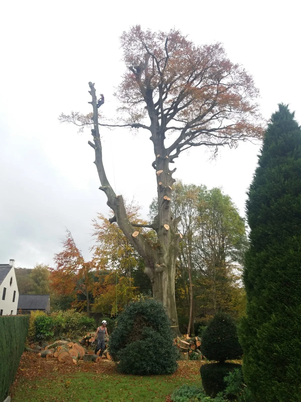 clevedon-tree-surgery-surgeon.jpeg