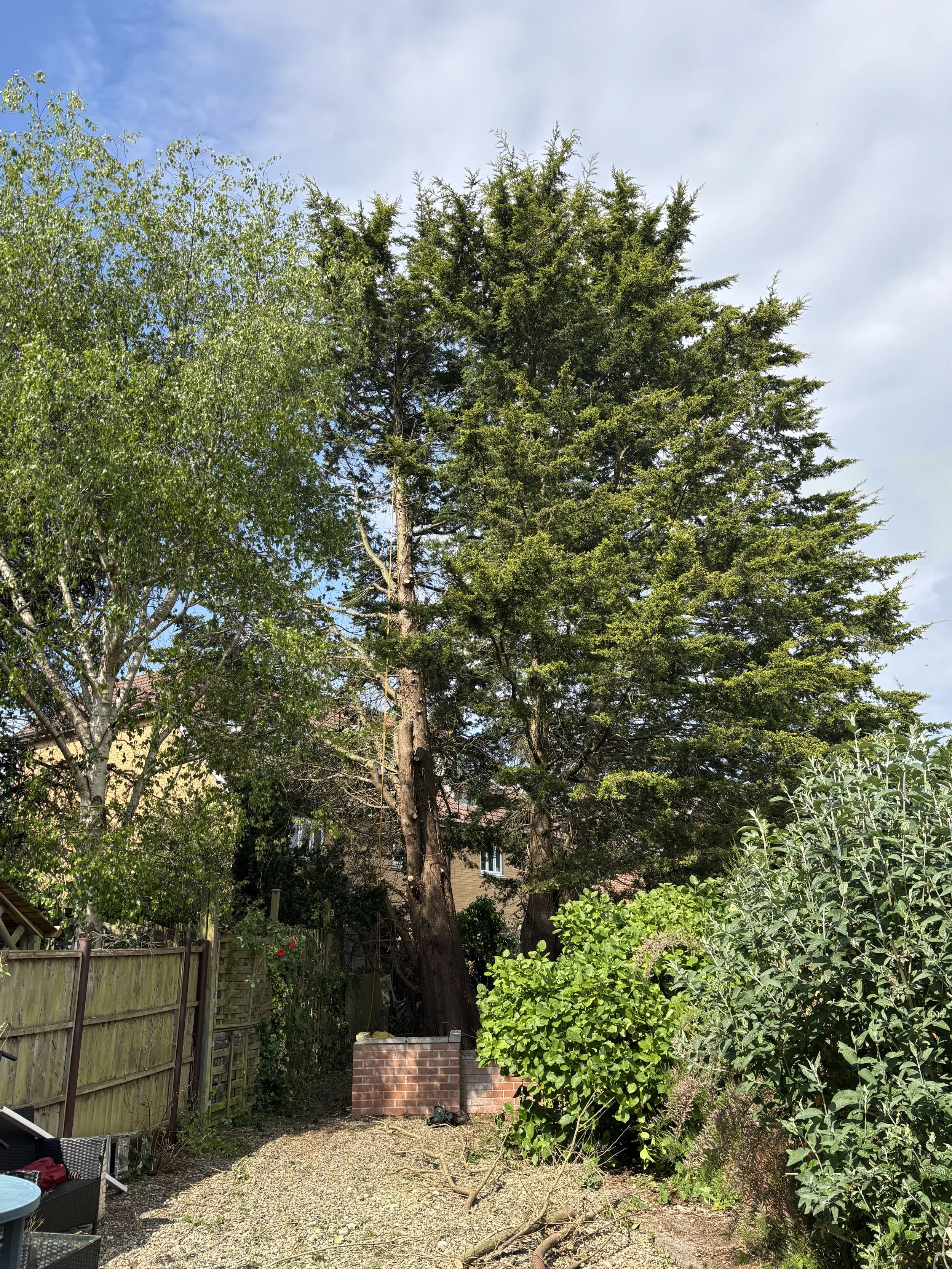 tree-green-surgeon-charles.jpeg