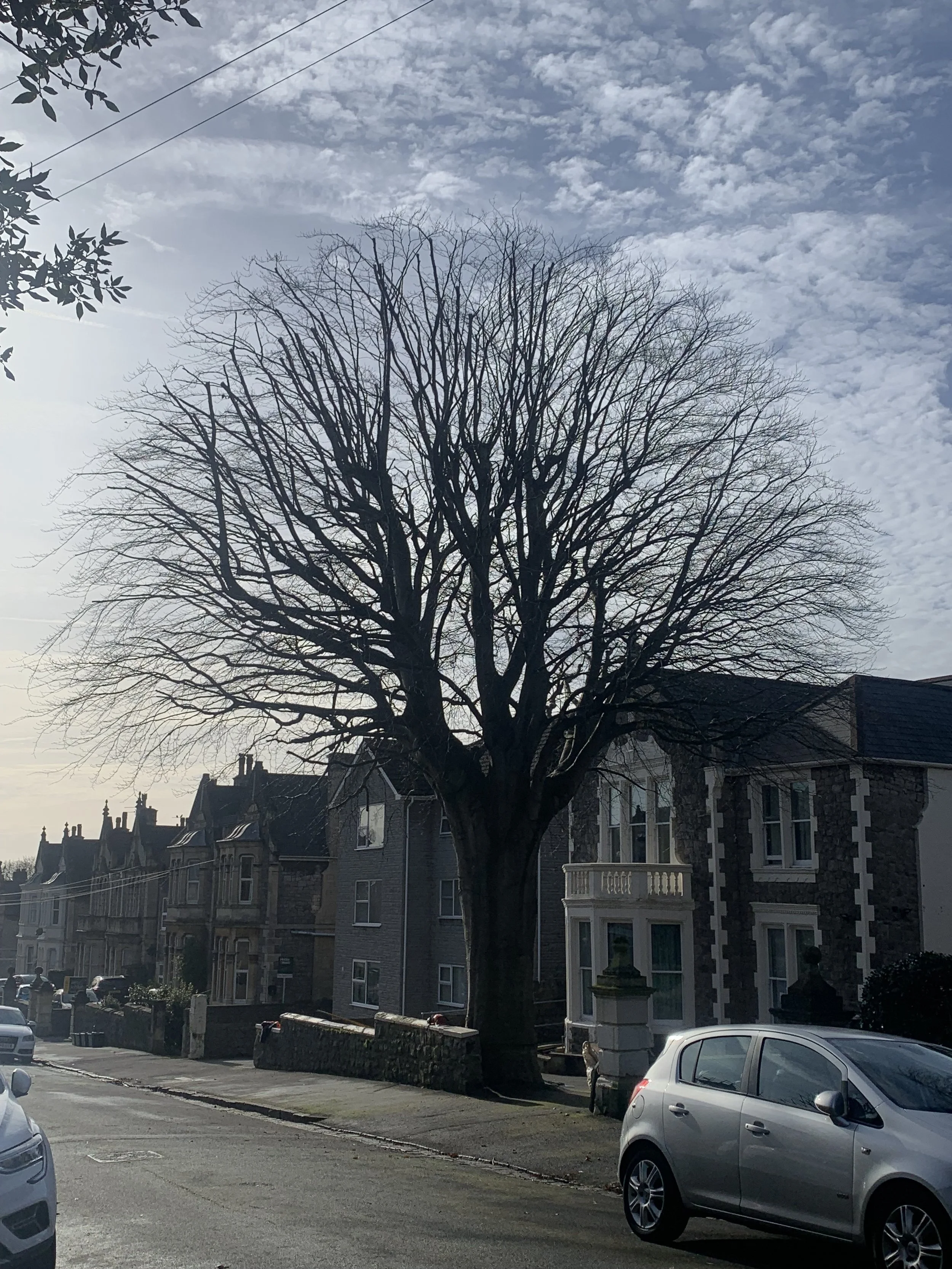 tree-surgeon-clevedon.jpeg