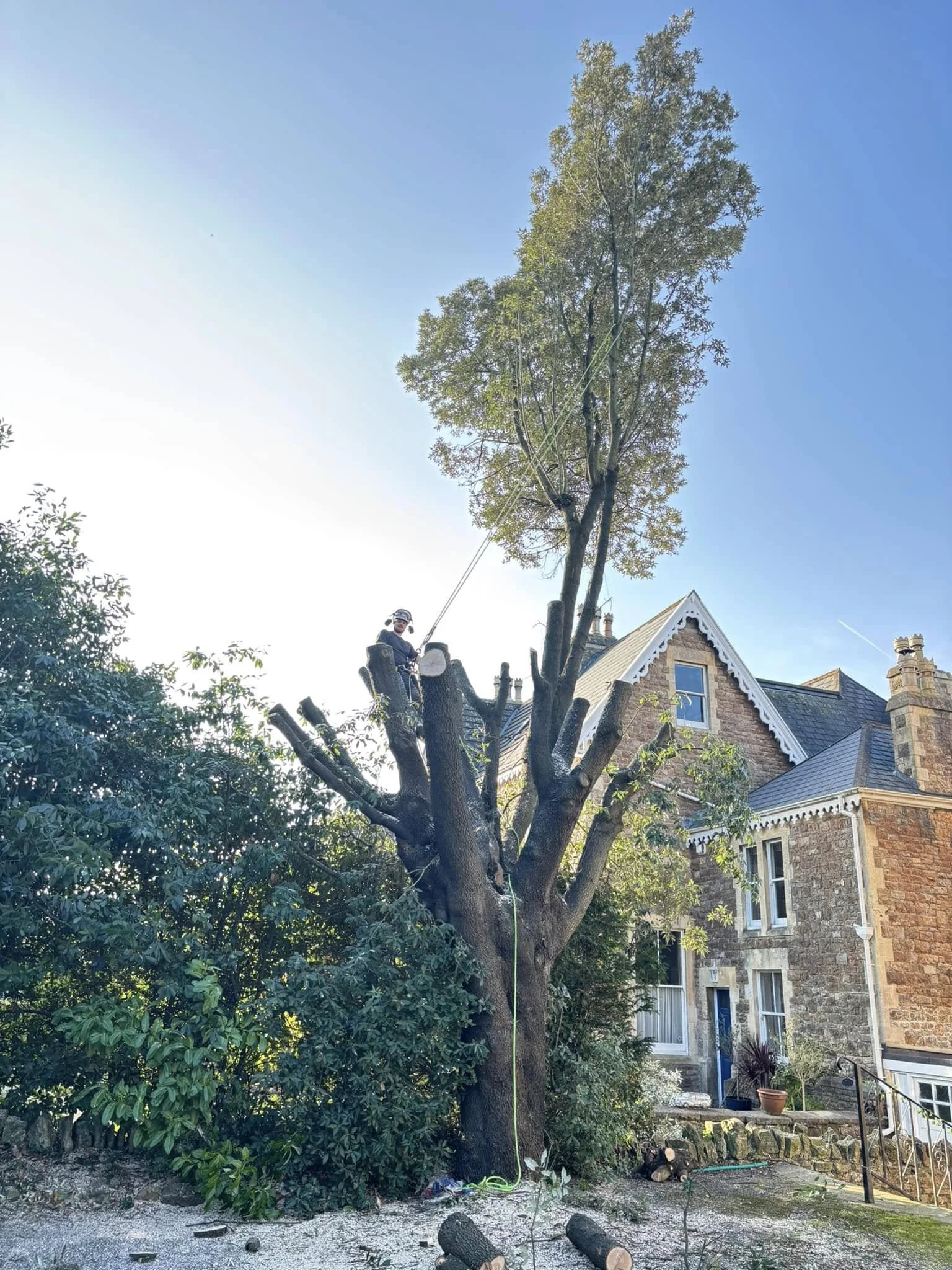 Tree Surgery Clevedon