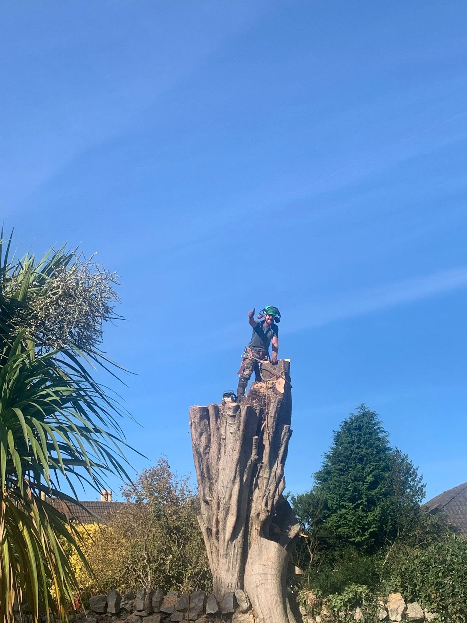 tree-surgery-clevedon-somerset.jpeg