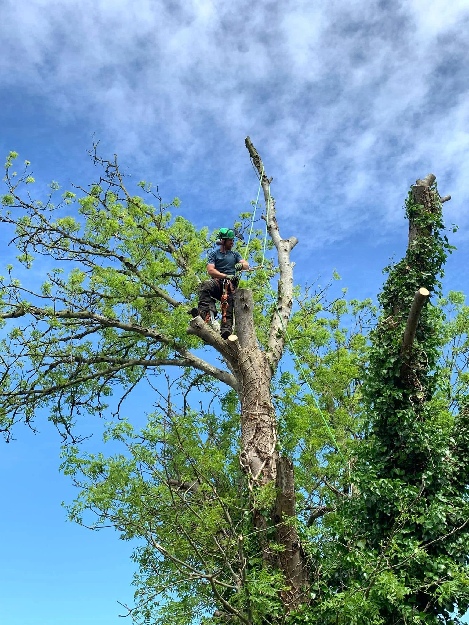 Tree Surgery Clevedon