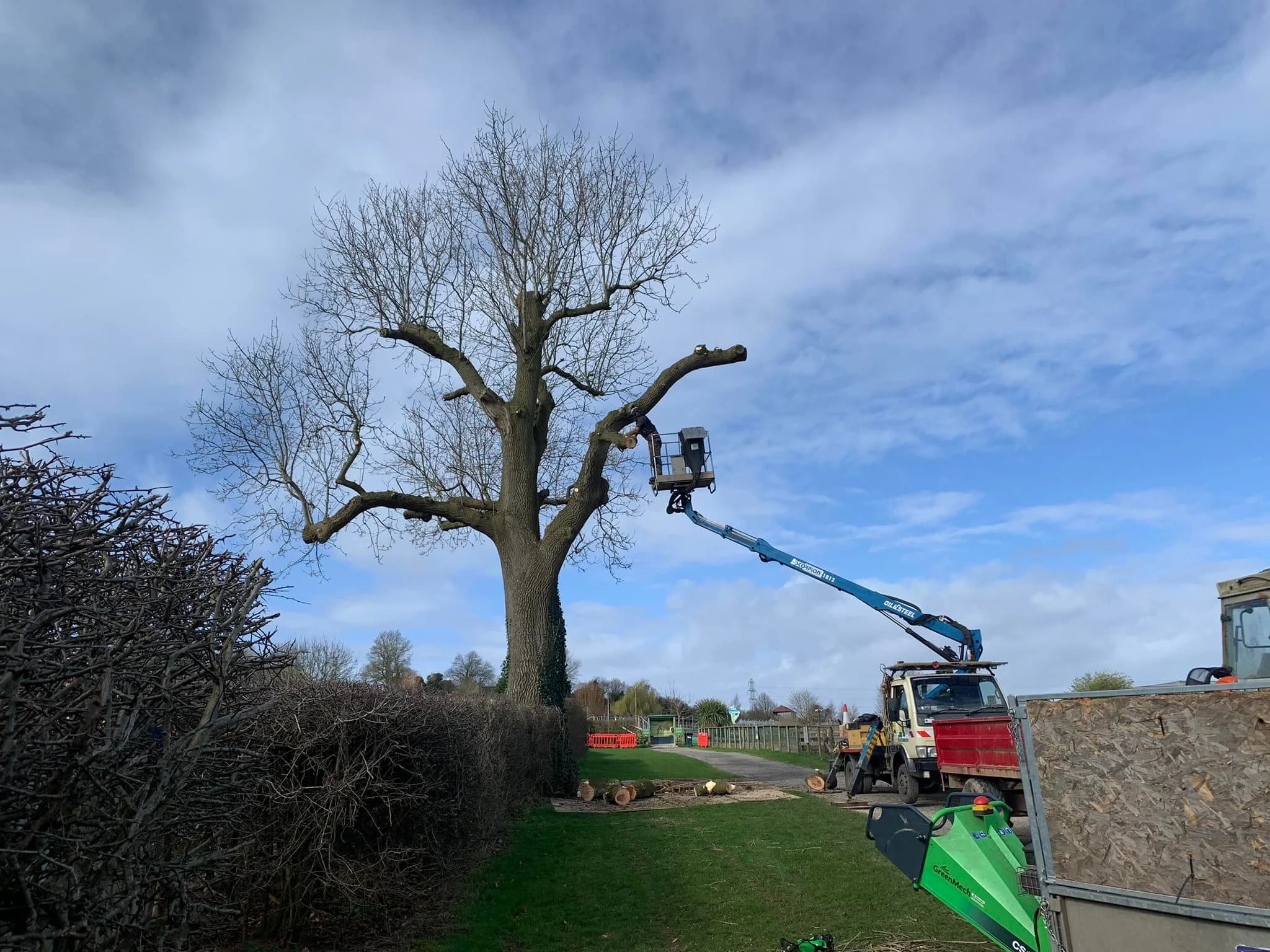 Tree Surgeon Clevedon