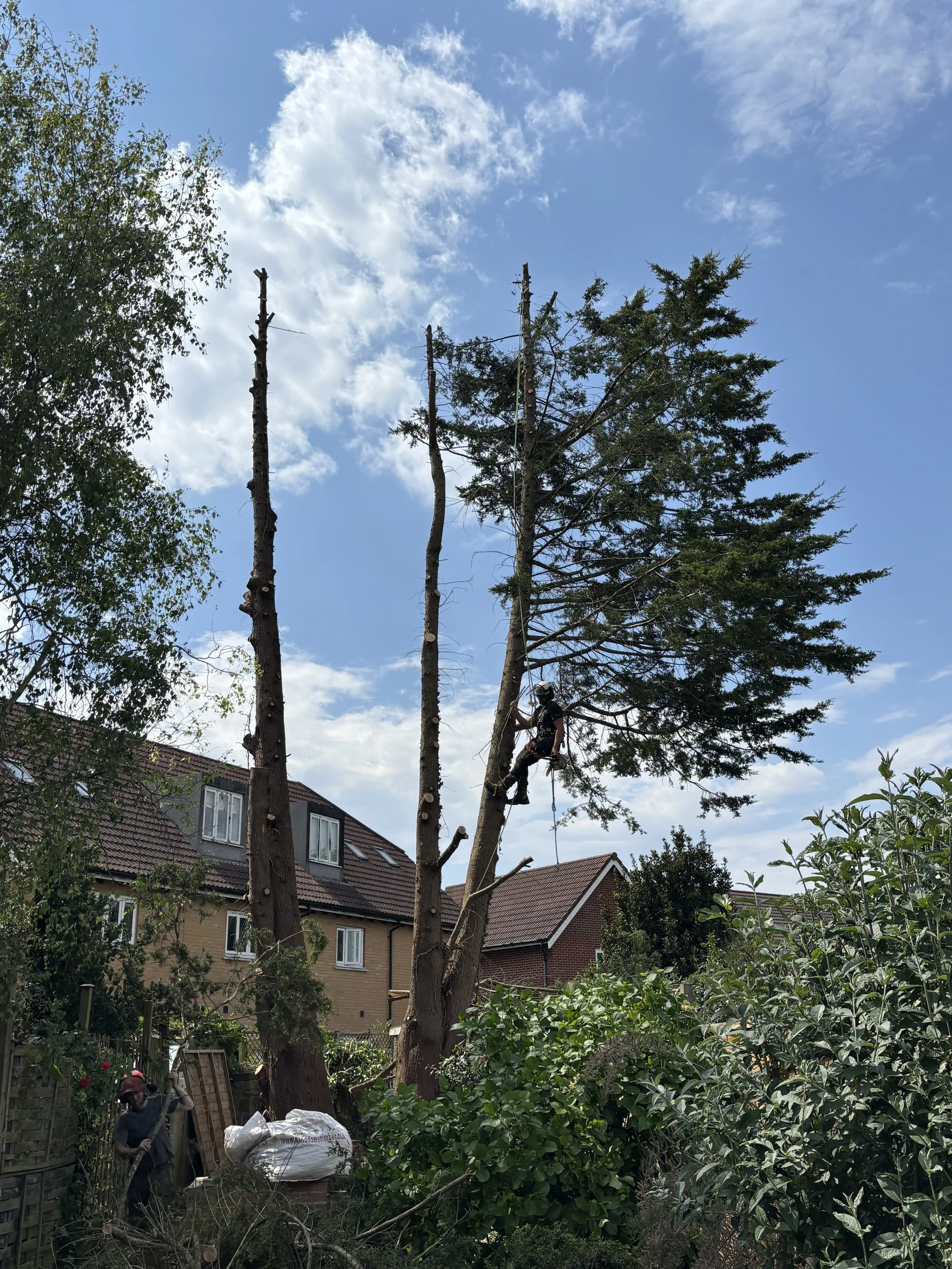 tree-surgeon-charles-clevedon.jpeg