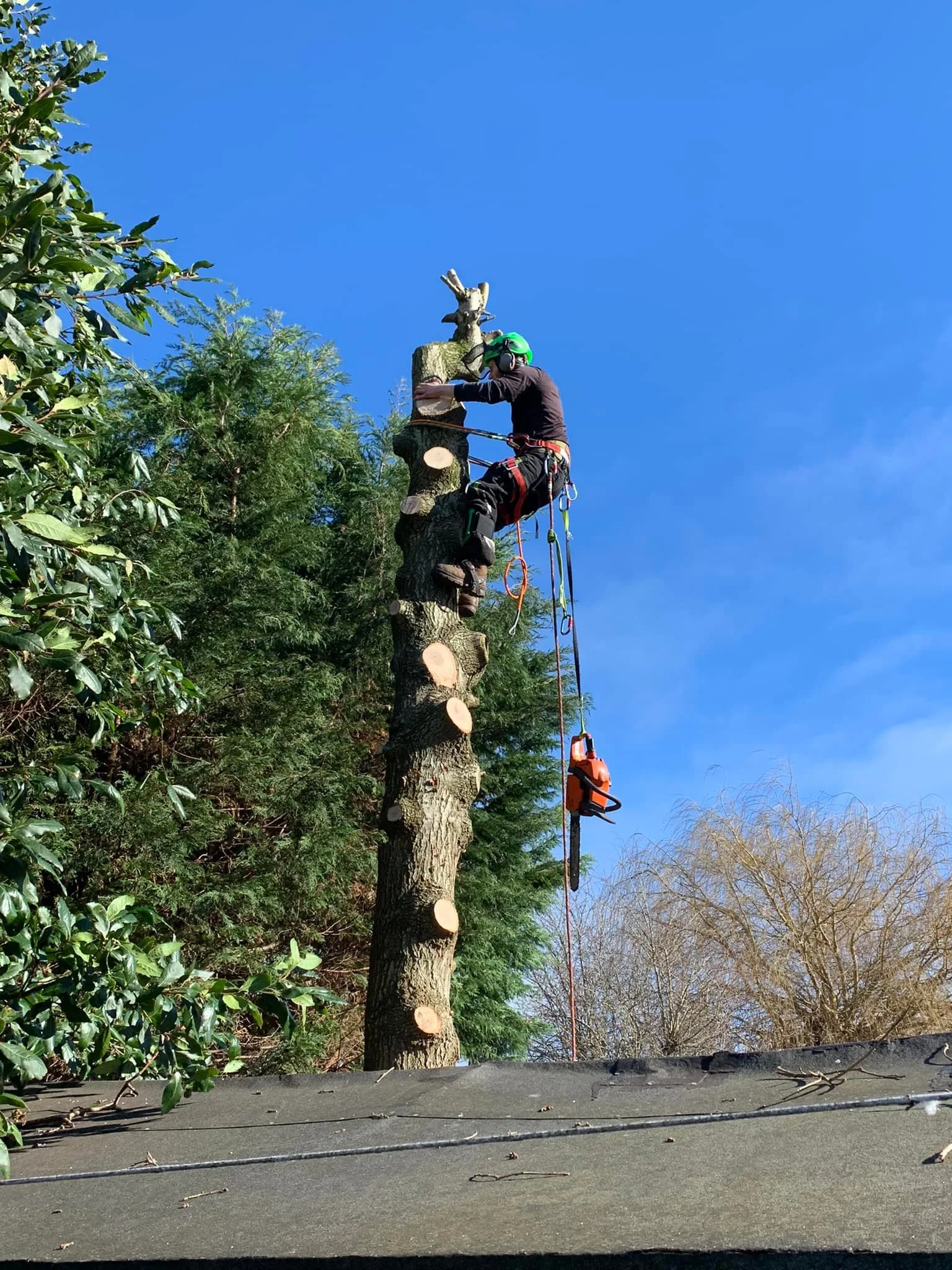 Tree Surgery Clevedon