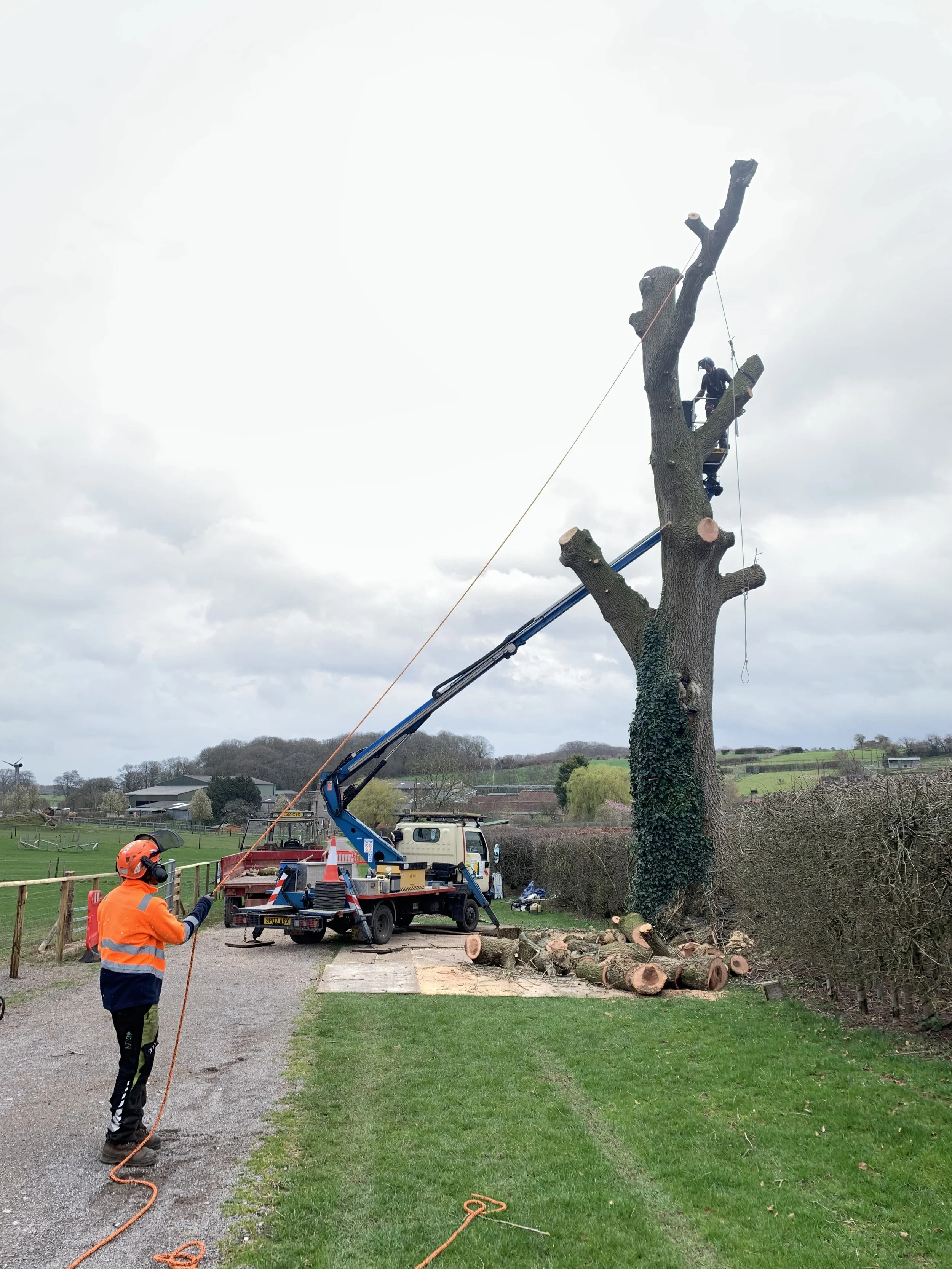 tree-surgeon-clevedon.jpeg