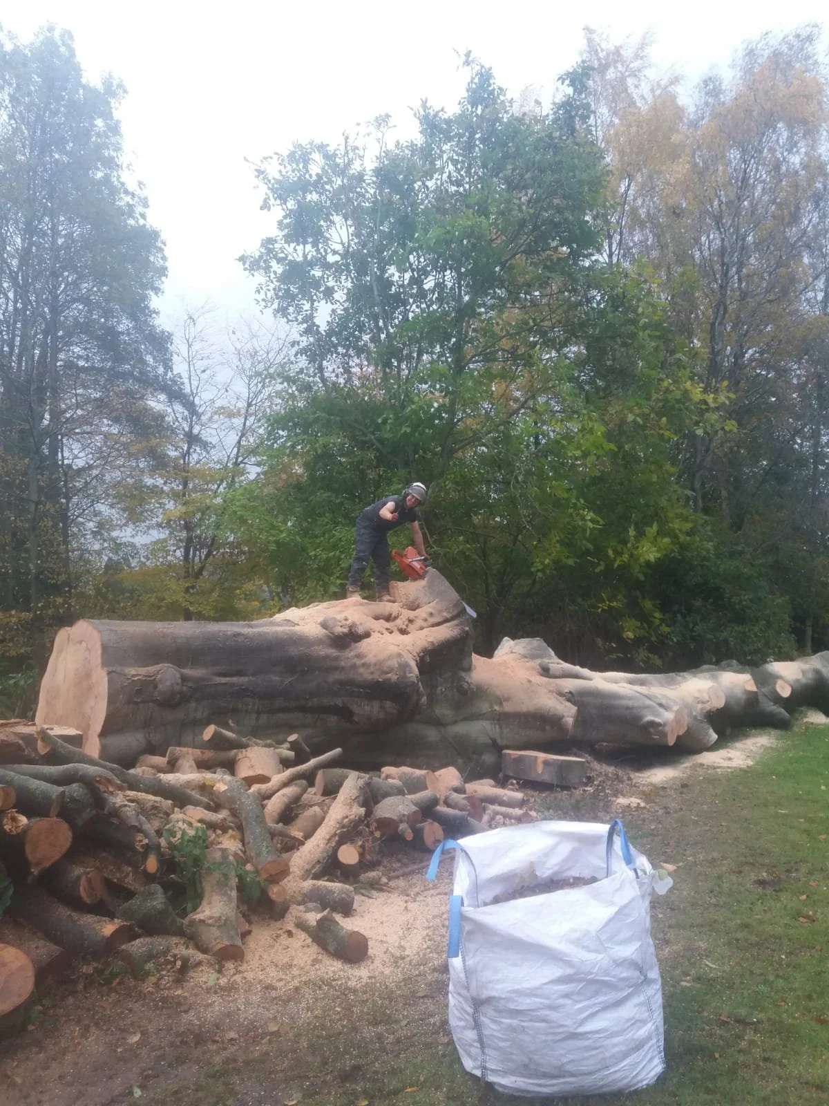 charles-green-clevedon-tree.jpeg