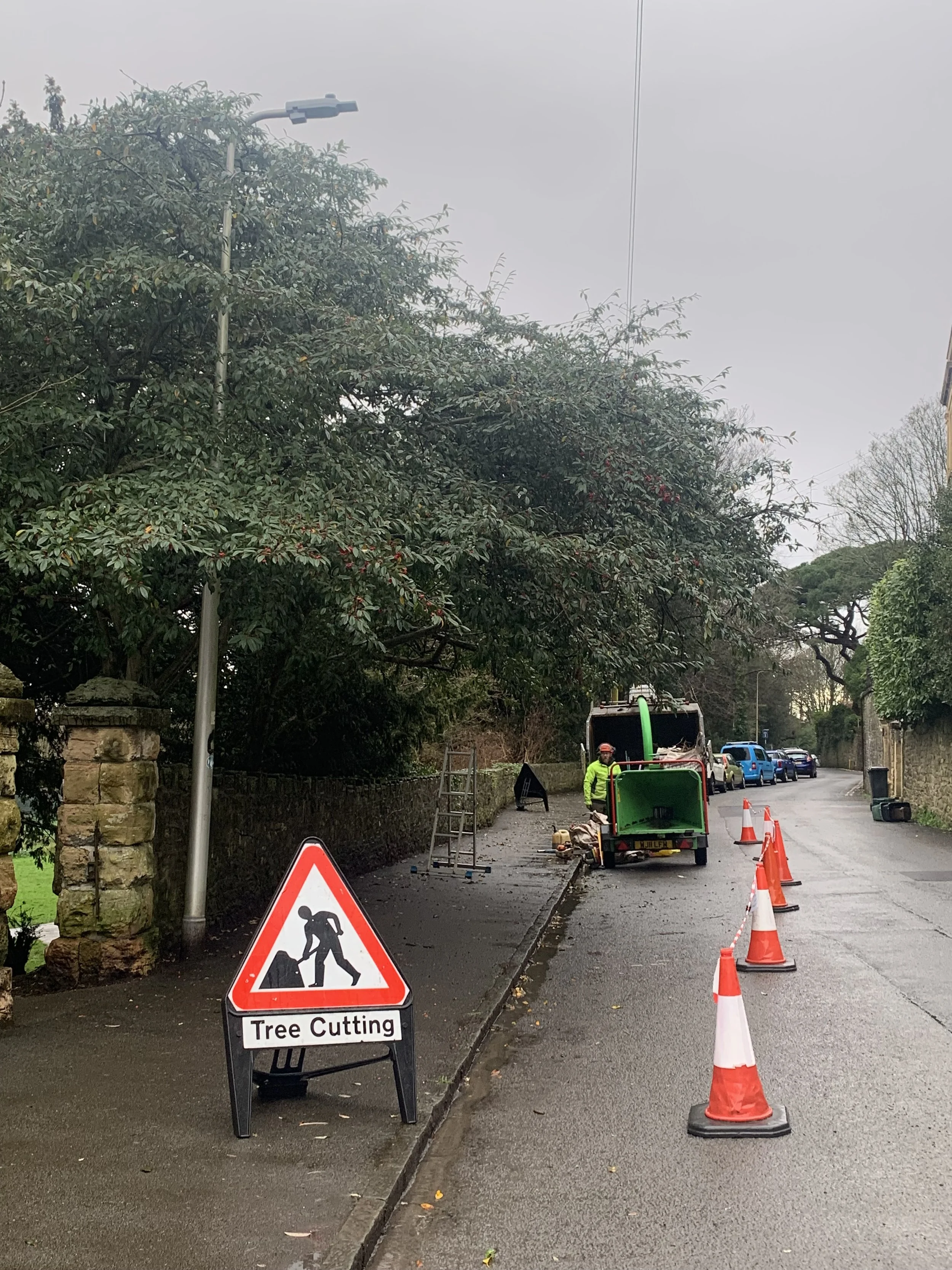clevedon-tree-surgeon.jpeg
