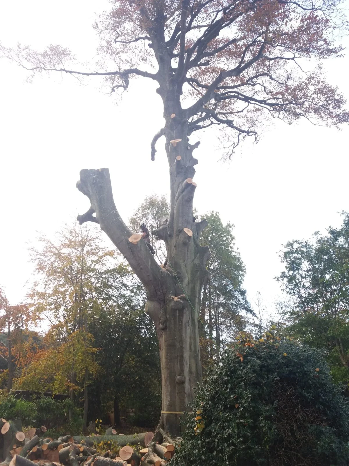 tree-surgery-surgeon-clevedon.jpeg