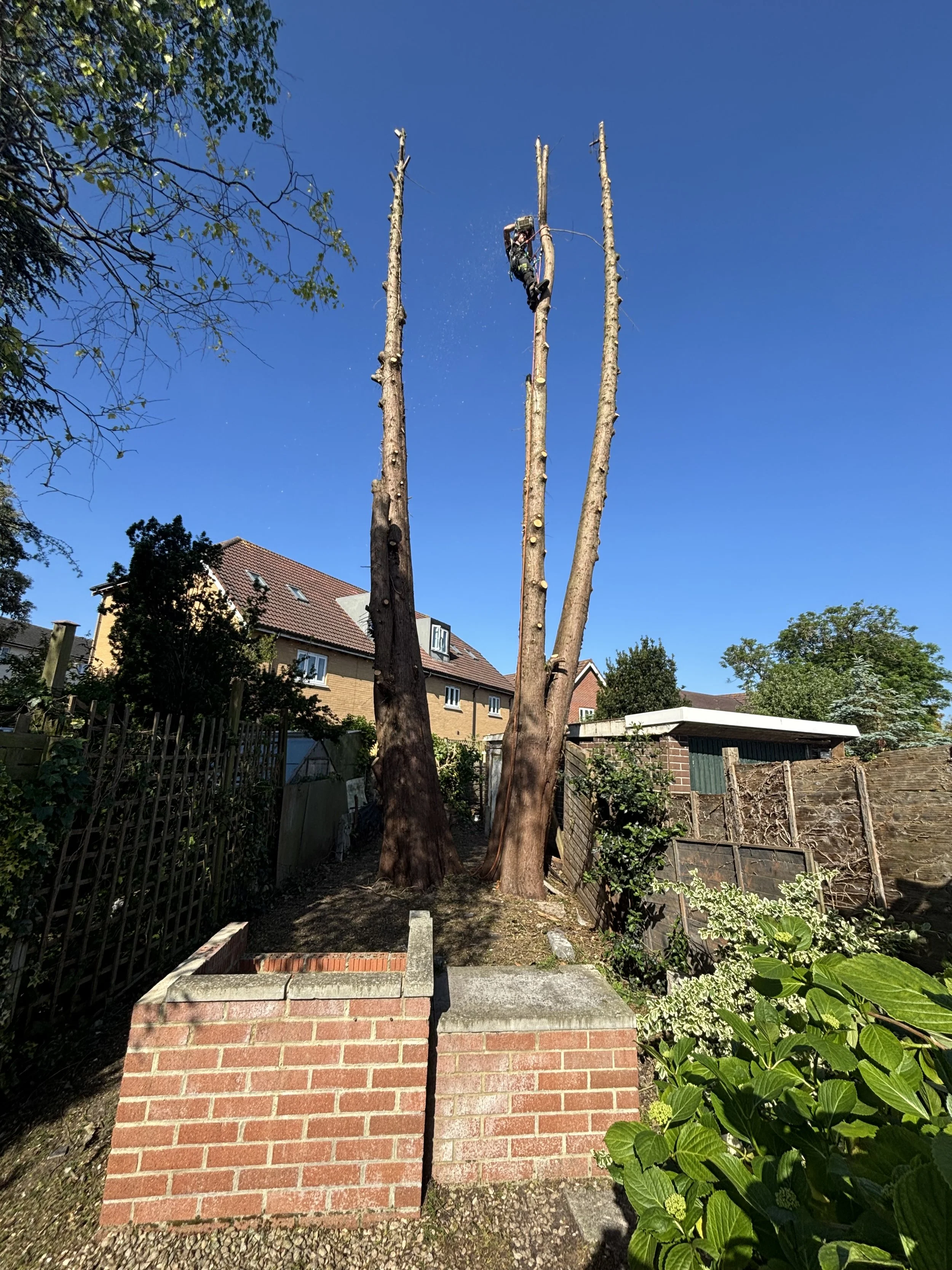 tree-charles-clevedon-surgeon.jpeg
