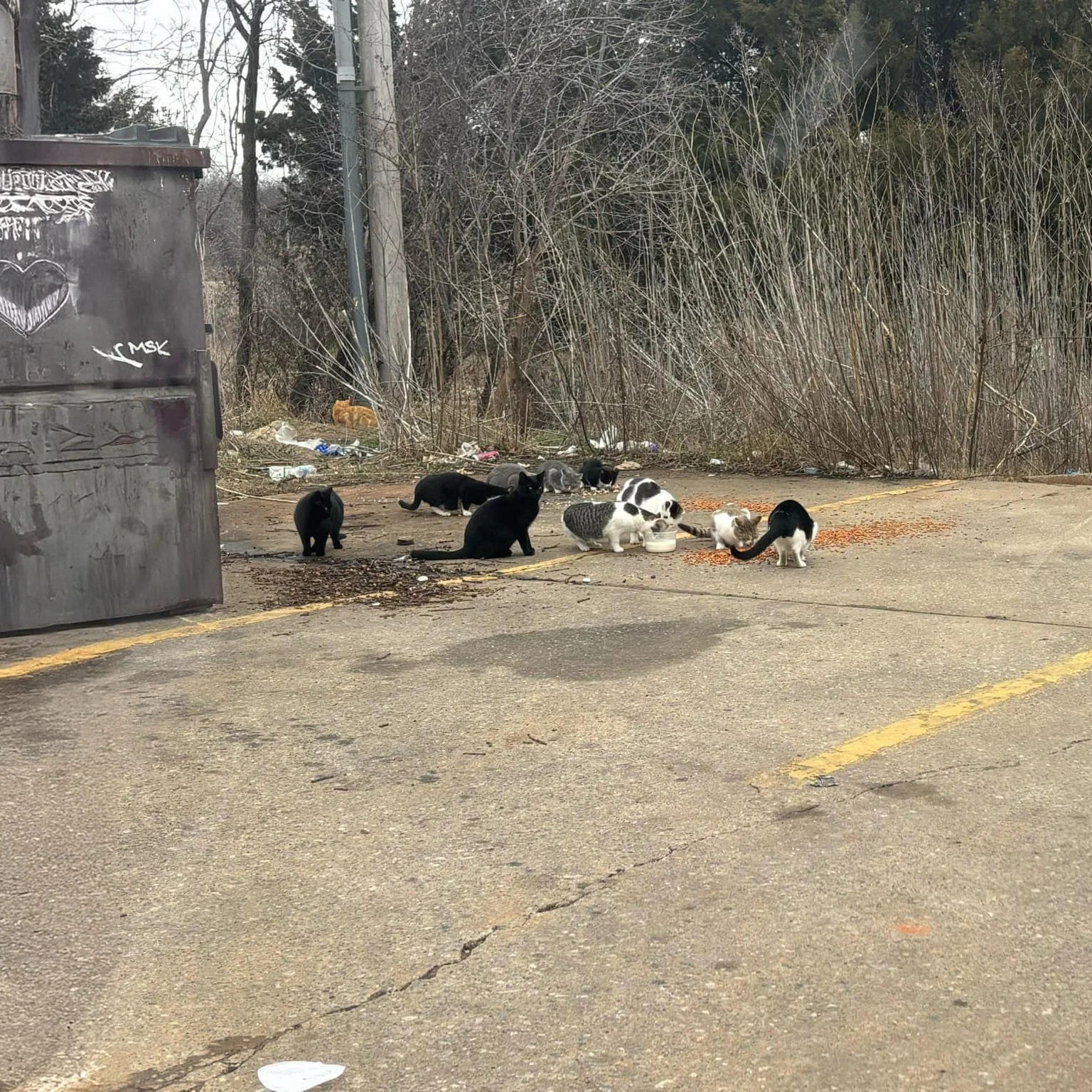 cats by dumpster2.jpg