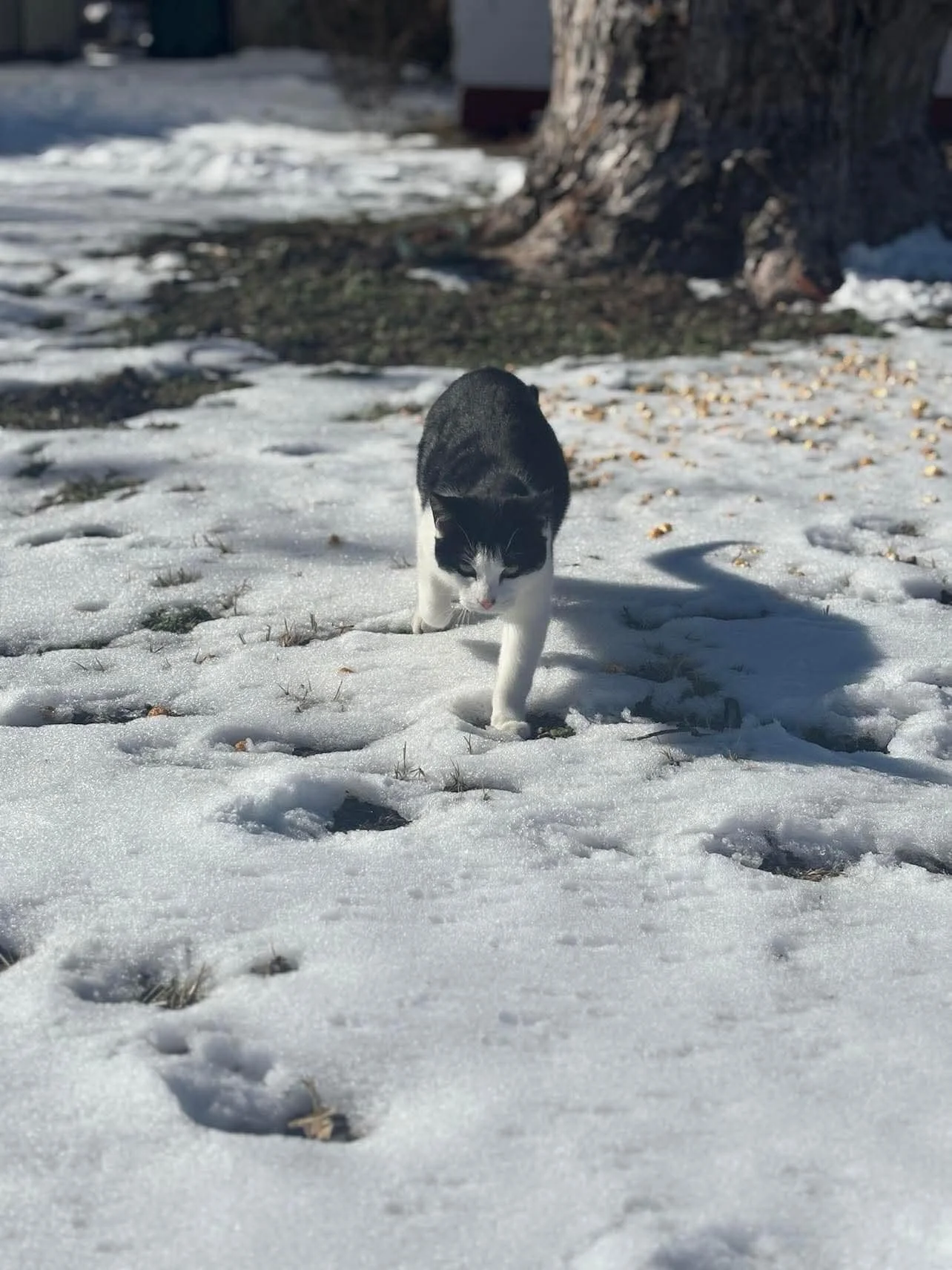 cat in snow.jpg